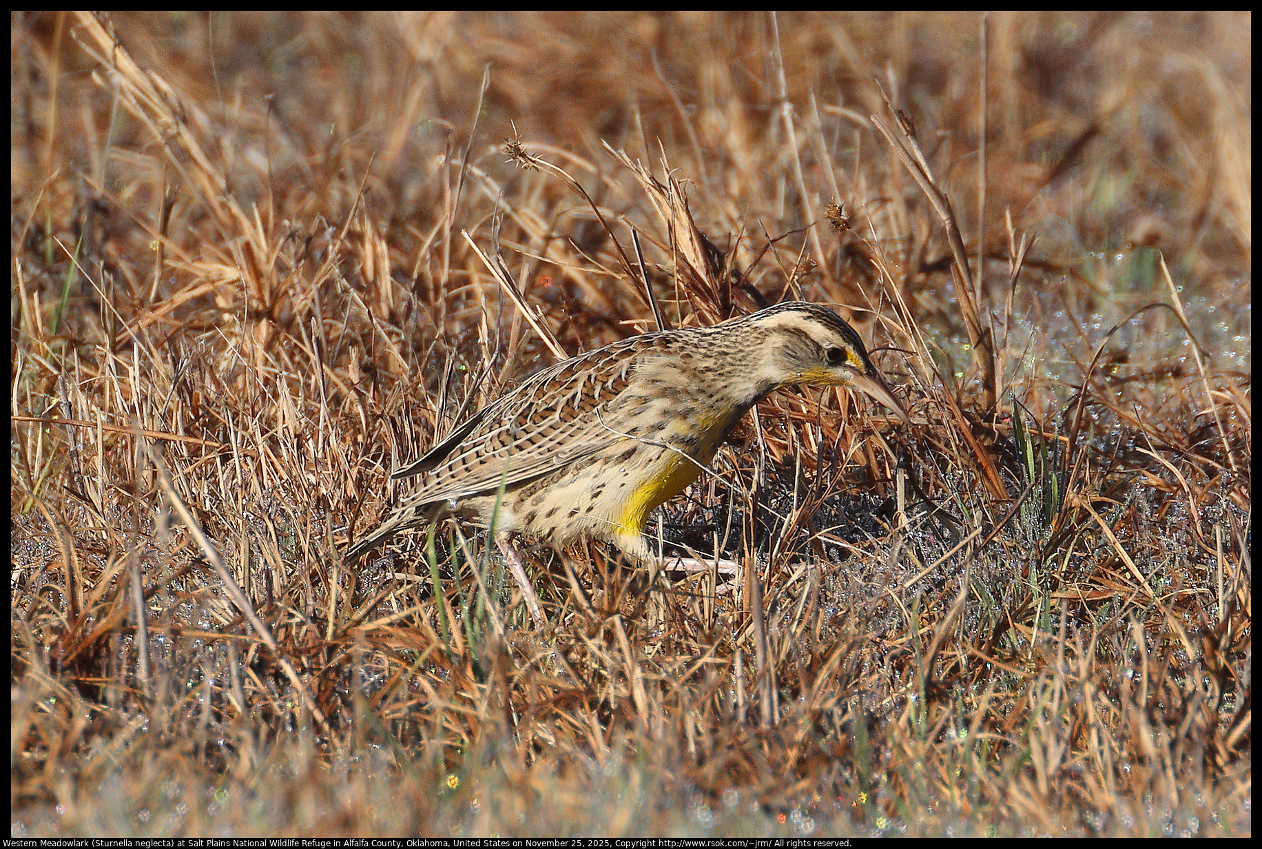 Western Meadowlark (Sturnella neglecta) at Salt Plains National Wildlife Refuge in Alfalfa County, Oklahoma, United States on November 25, 2025