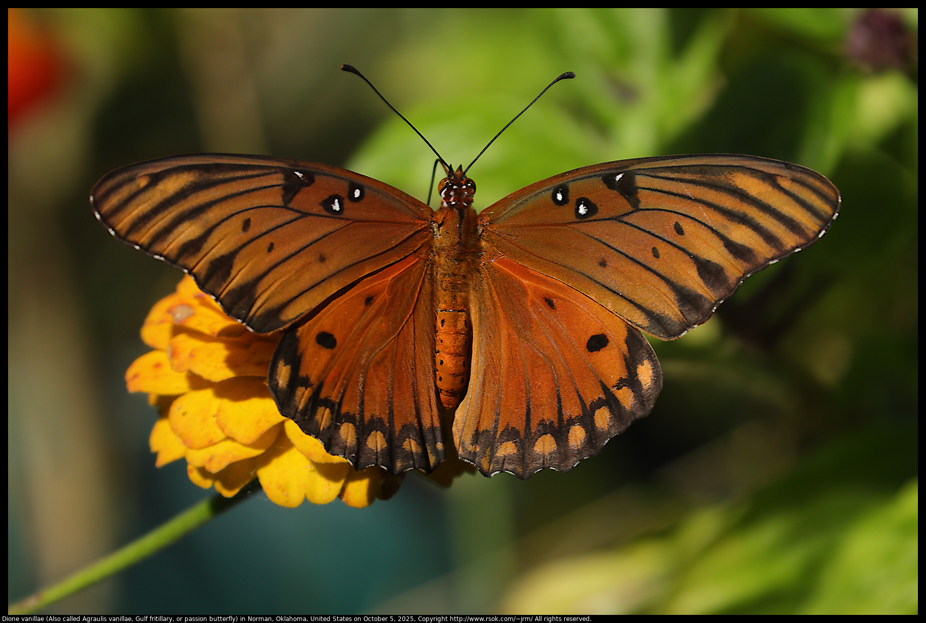 Dione vanillae (Also called Agraulis vanillae, Gulf fritillary, or passion butterfly) in Norman, Oklahoma, United States on October 5, 2025