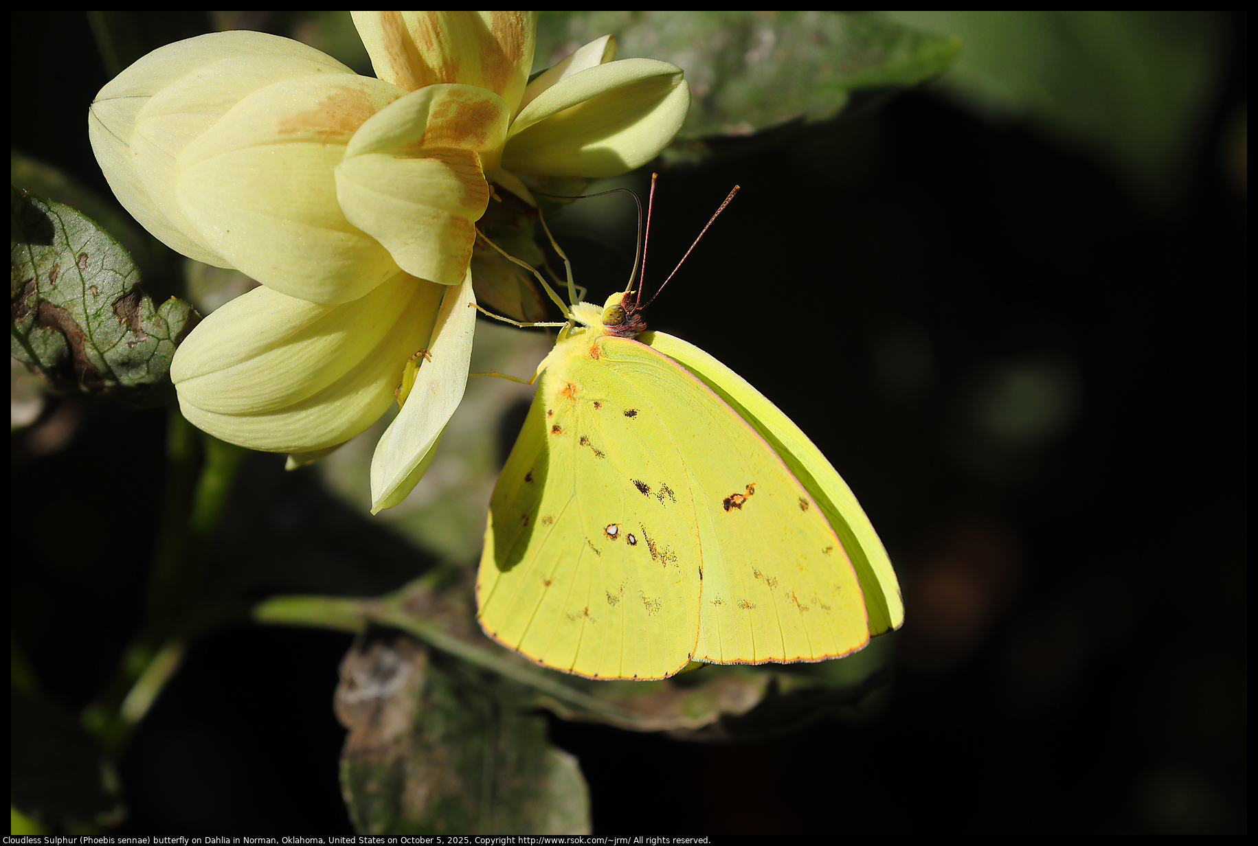 Cloudless Sulphur (Phoebis sennae) butterfly on Dahlia in Norman, Oklahoma, United States on October 5, 2025