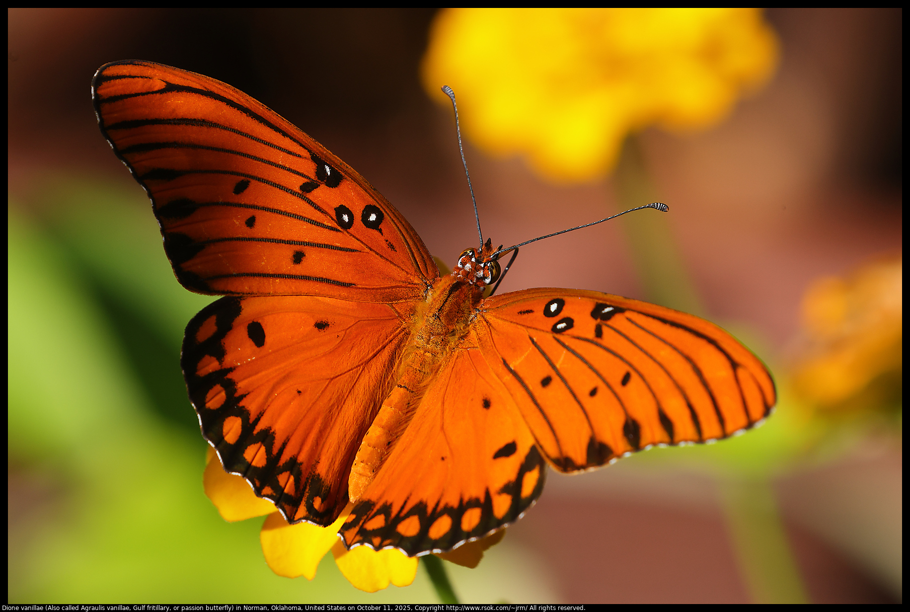Dione vanillae (Also called Agraulis vanillae, Gulf fritillary, or passion butterfly) in Norman, Oklahoma, United States on October 11, 2025