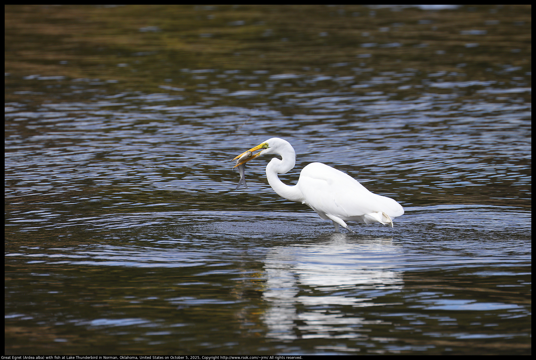 Great Egret (Ardea alba) with fish at Lake Thunderbird in Norman, Oklahoma, United States on October 16, 2025