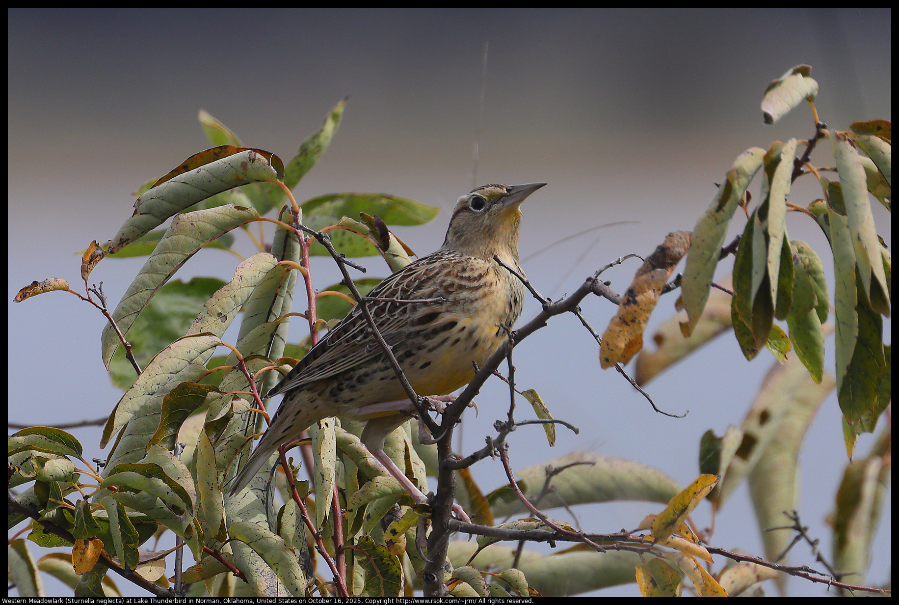 Western Meadowlark (Sturnella neglecta) at Lake Thunderbird in Norman, Oklahoma, United States on October 16, 2025