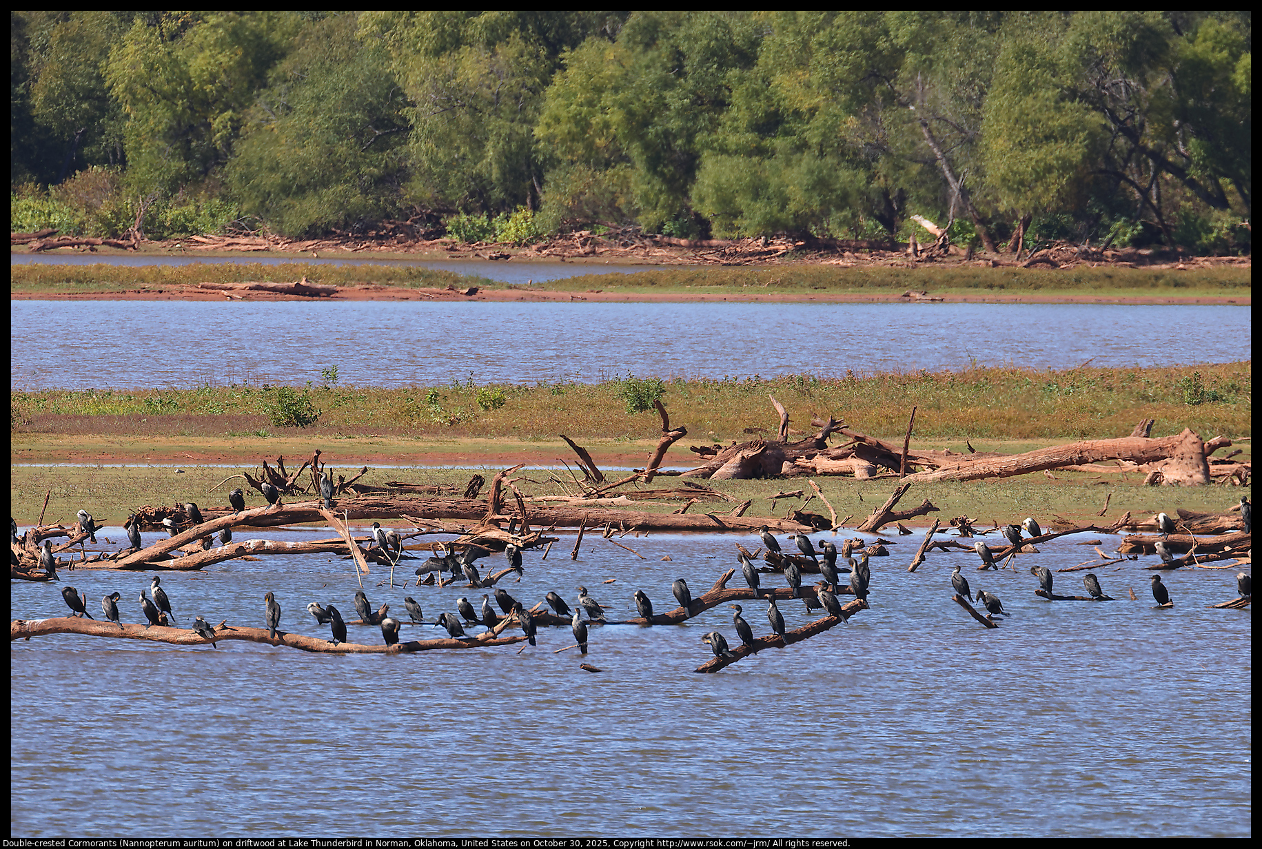 Double-crested Cormorants (Nannopterum auritum) on driftwood at Lake Thunderbird in Norman, Oklahoma, United States on October 30, 2025