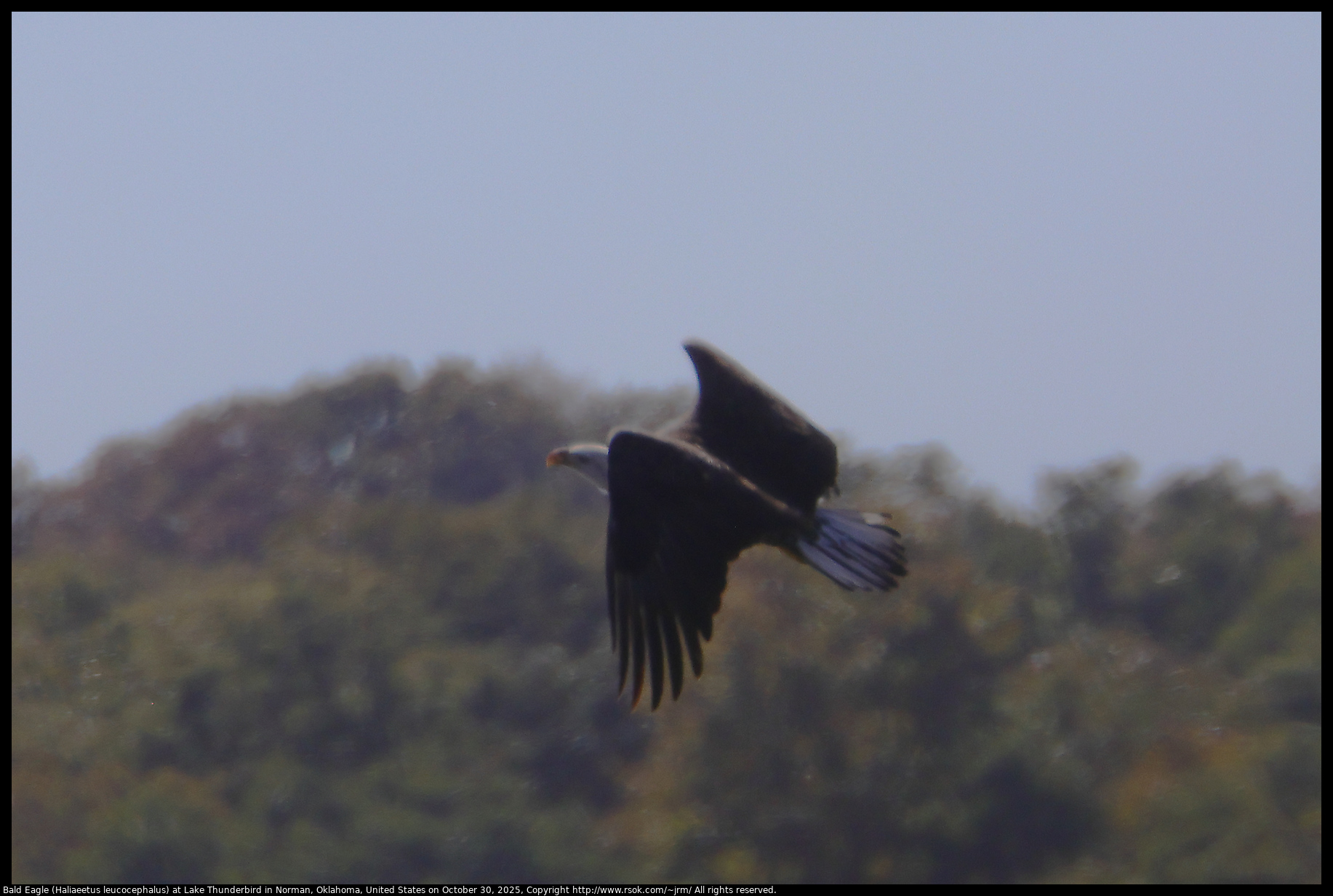 Bald Eagle (Haliaeetus leucocephalus) at Lake Thunderbird in Norman, Oklahoma, United States on October 30, 2025