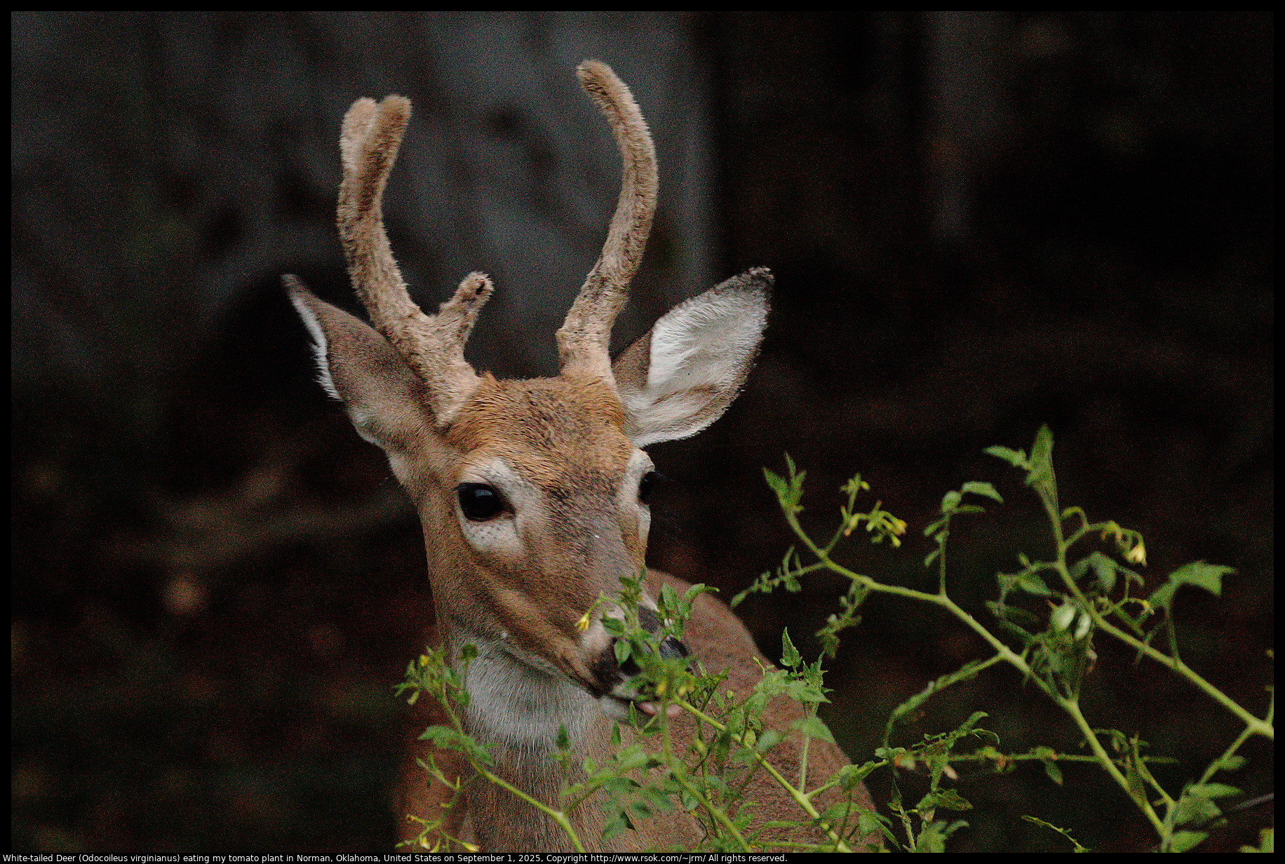 White-tailed Deer (Odocoileus virginianus) in Norman, Oklahoma, United States on September 1, 2025