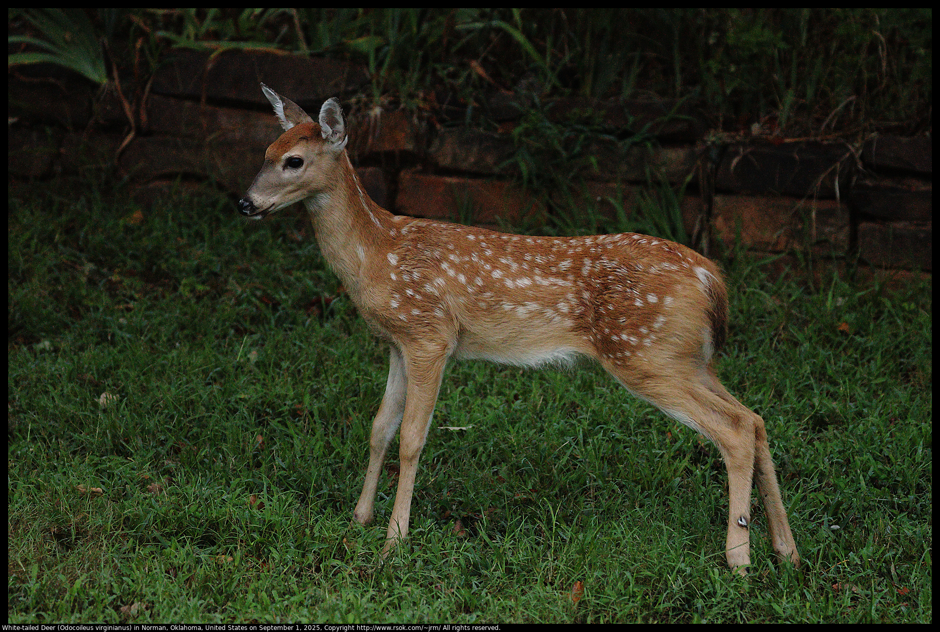 White-tailed Deer (Odocoileus virginianus) in Norman, Oklahoma, United States on September 1, 2025