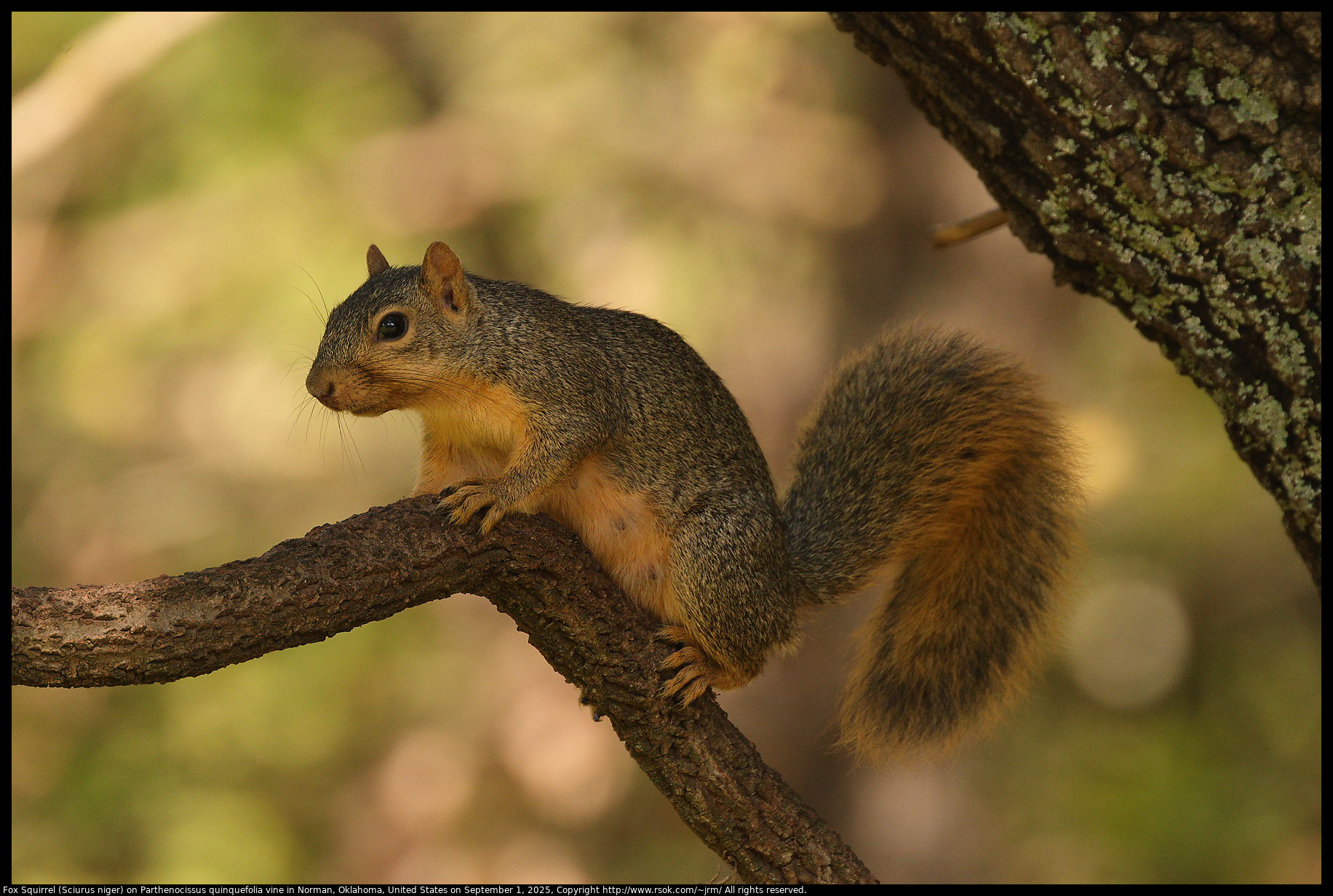 Fox Squirrel (Sciurus niger) on Parthenocissus quinquefolia vine in Norman, Oklahoma, United States on September 1, 2025
