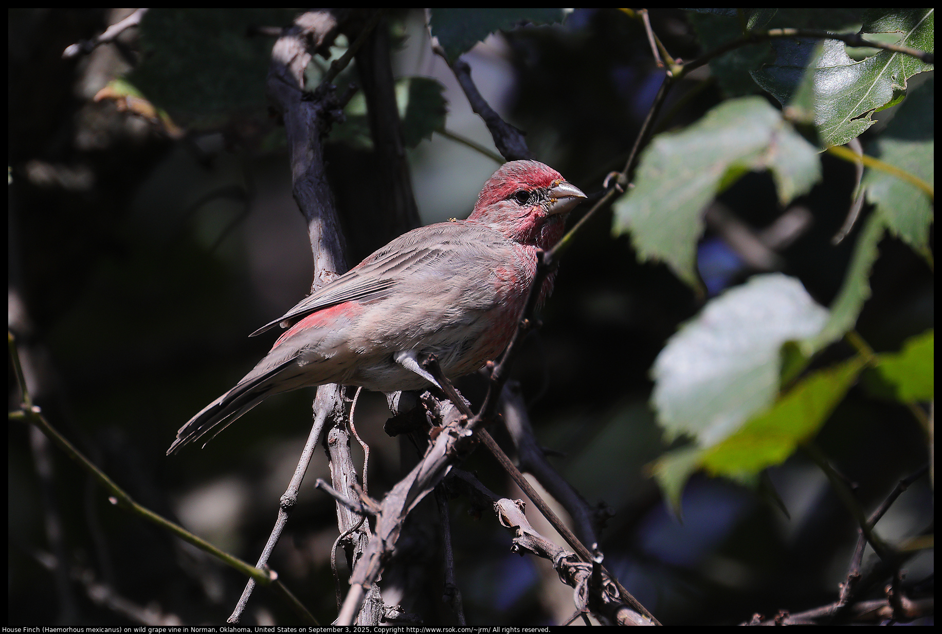 House Finch (Haemorhous mexicanus) on wild grape vine in Norman, Oklahoma, United States on September 3, 2025