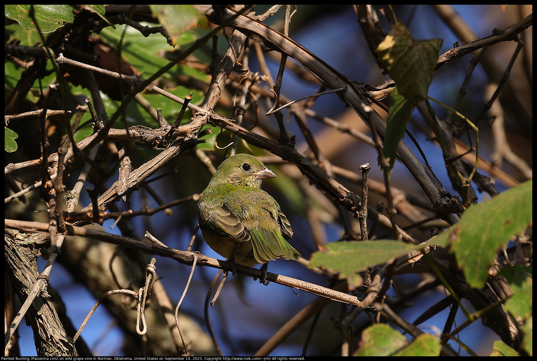 Painted Bunting (Passerina ciris) on wild grape vine in Norman, Oklahoma, United States on September 14, 2025
