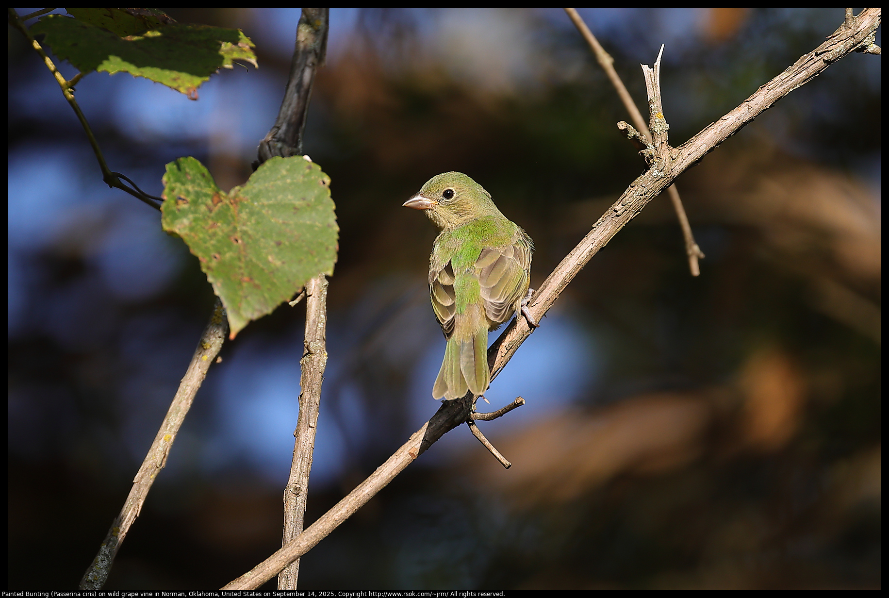 Painted Bunting (Passerina ciris) on wild grape vine in Norman, Oklahoma, United States on September 14, 2025