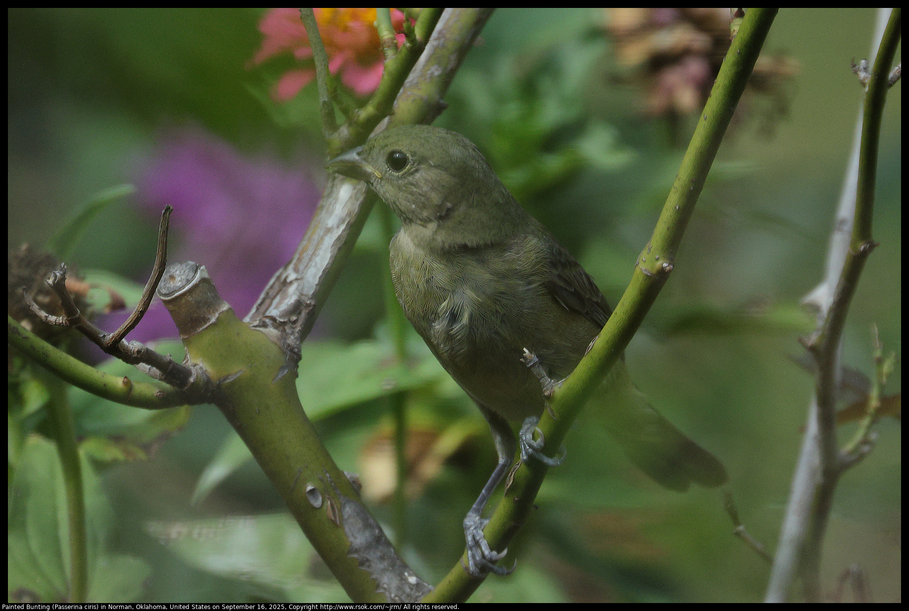 Painted Bunting (Passerina ciris) in Norman, Oklahoma, United States on September 16, 2025
