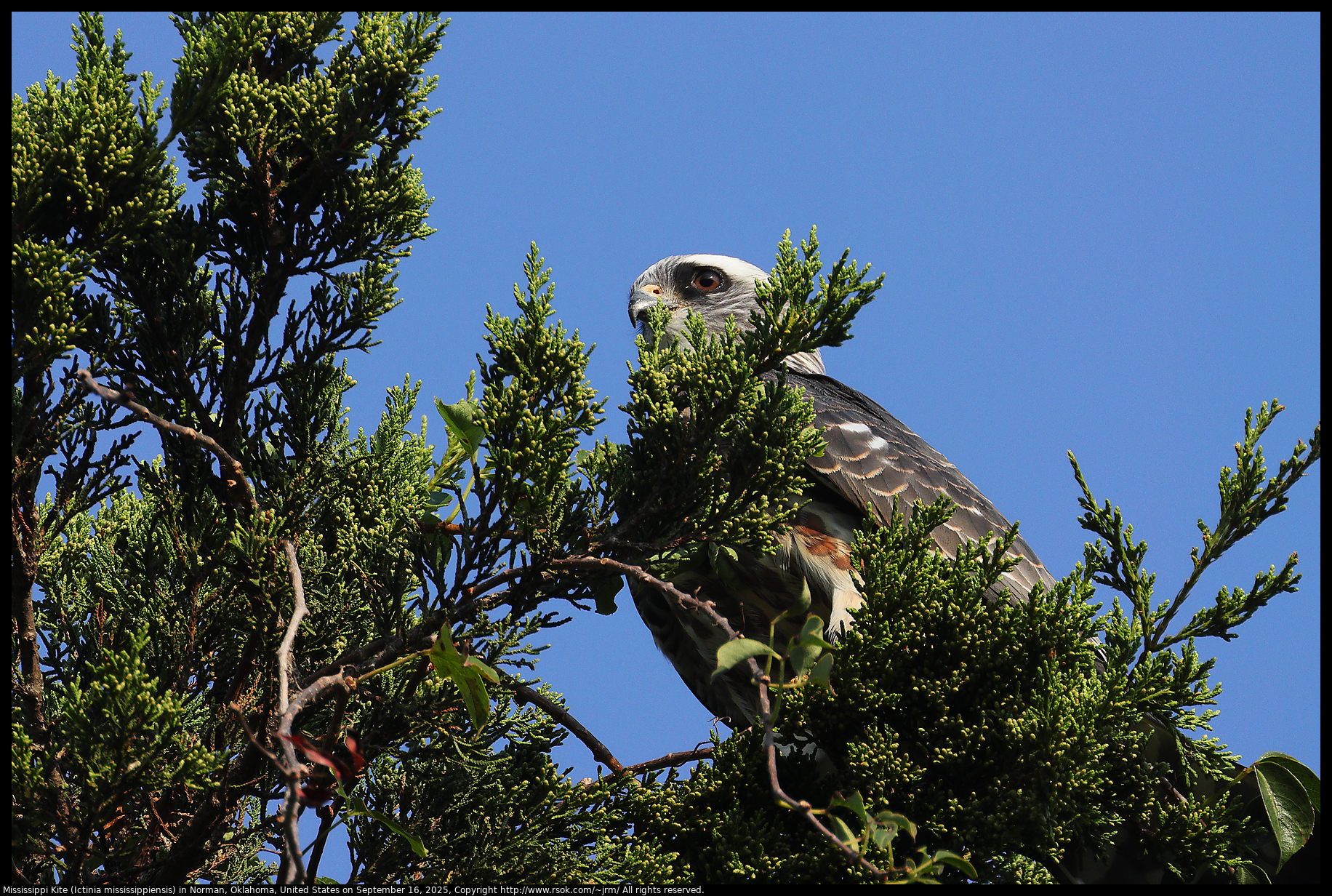 Mississippi Kite (Ictinia mississippiensis) in Norman, Oklahoma, United States on September 16, 2025