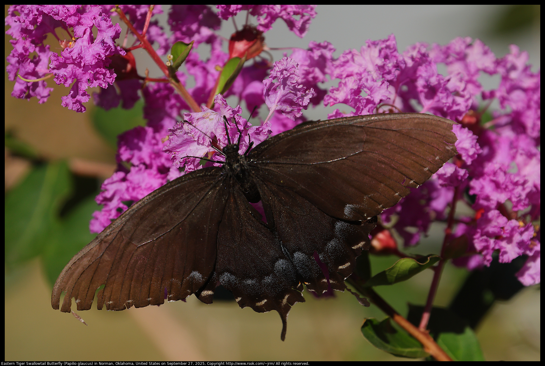 Eastern Tiger Swallowtail Butterfly (Papilio glaucus) in Norman, Oklahoma, United States on September 27, 2025