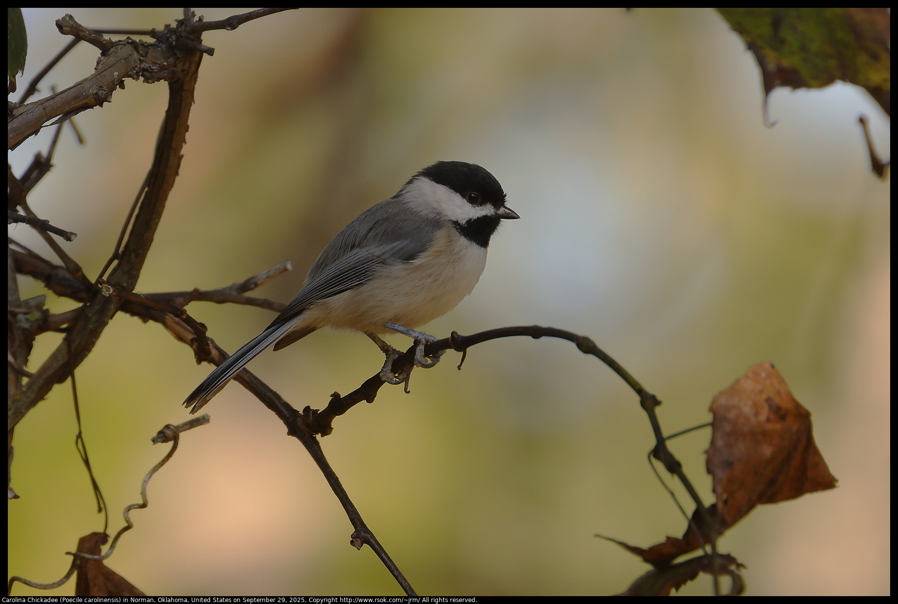 Carolina Chickadee (Poecile carolinensis) in Norman, Oklahoma, United States on September 29, 2025