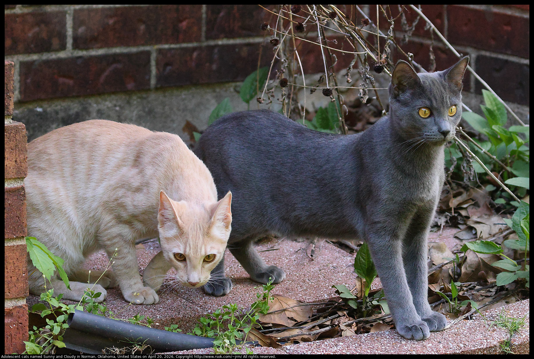 Adolescent cats named Sunny and Cloudy in Norman, Oklahoma, United States on April 20, 2026