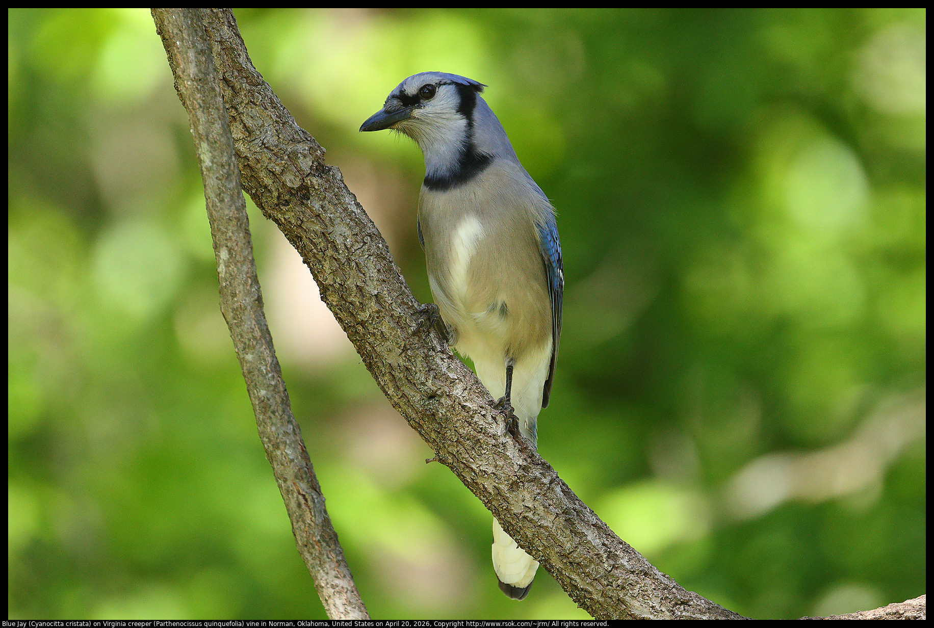 Blue Jay (Cyanocitta cristata) on Virginia creeper (Parthenocissus quinquefolia) vine in Norman, Oklahoma, United States on April 20, 2026