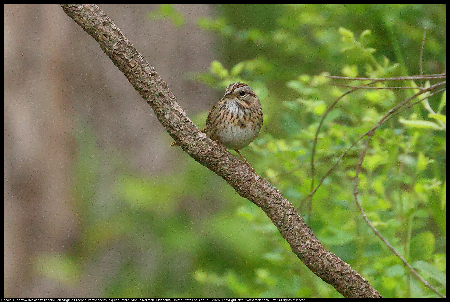 Lincoln's Sparrow (Melospiza lincolnii) on Virginia Creeper (Parthenocissus quinquefolia) vine in Norman, Oklahoma, United States on April 21, 2026