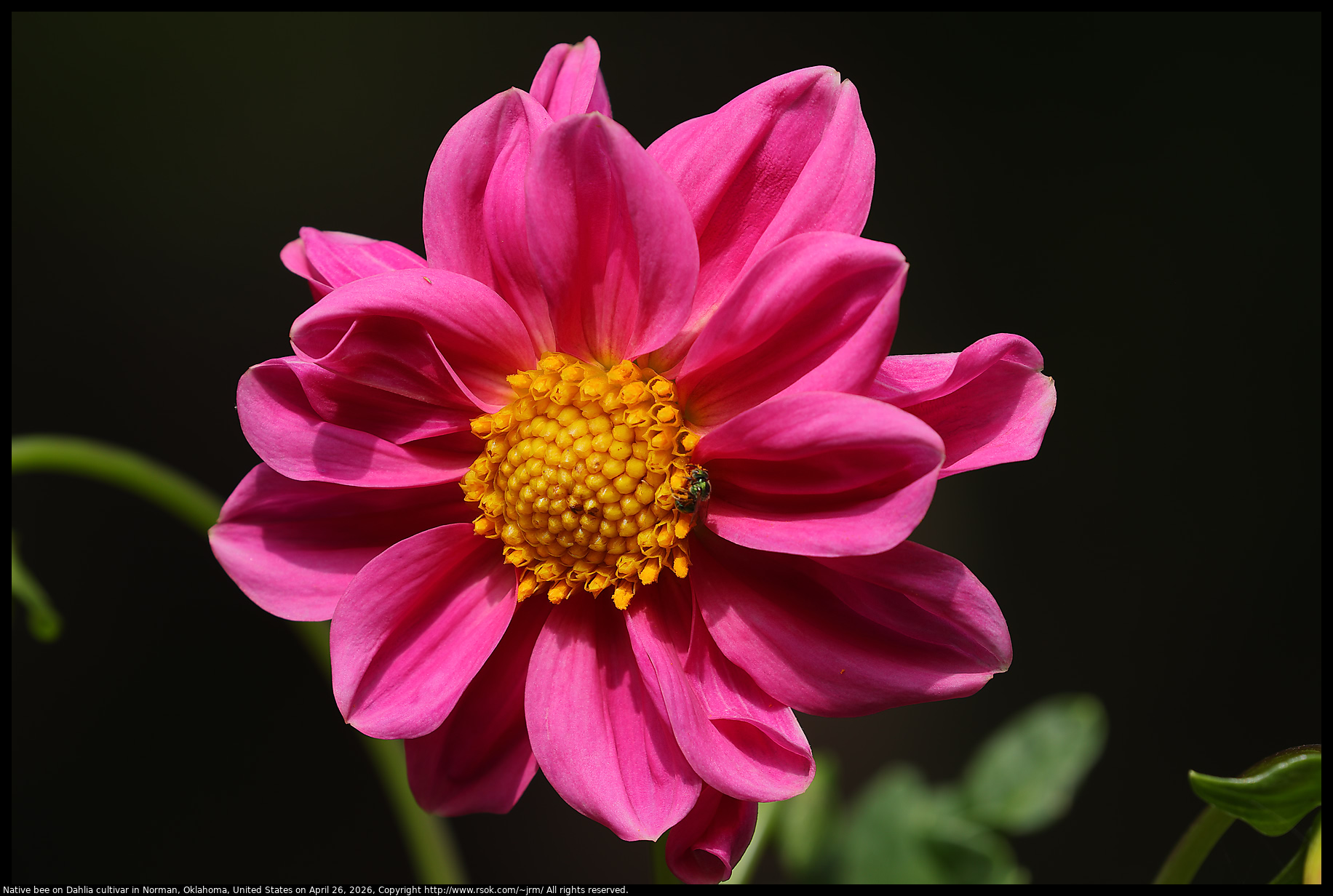 Native bee on Dahlia cultivar in Norman, Oklahoma, United States on April 26, 2026
