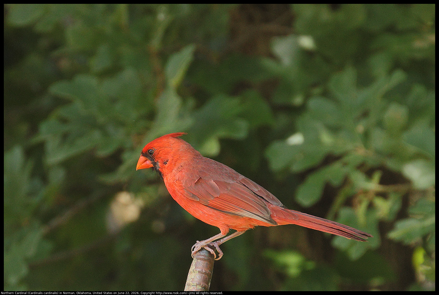Northern Cardinal (Cardinalis cardinalis) in Norman, Oklahoma, United States on June 22, 2026