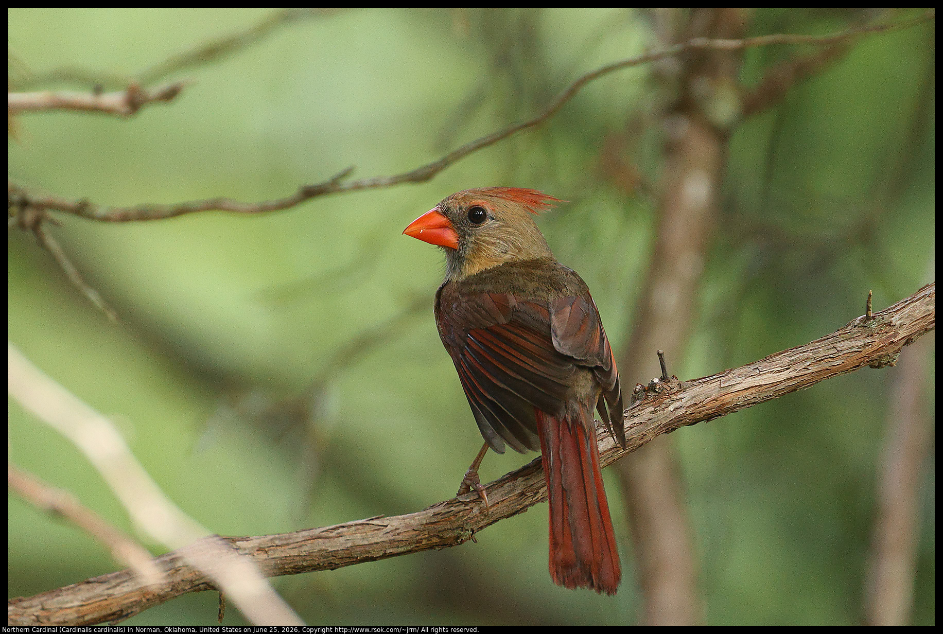 Northern Cardinal (Cardinalis cardinalis) in Norman, Oklahoma, United States on June 25, 2026