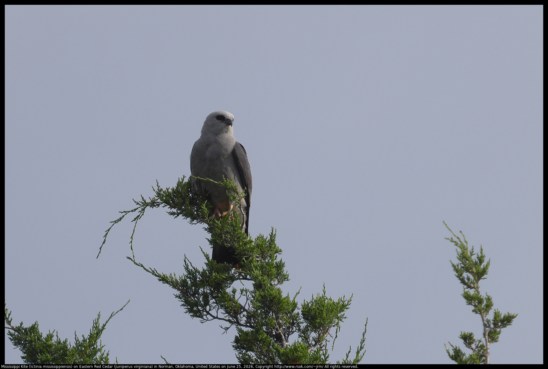 Mississippi Kite (Ictinia mississippiensis) on Eastern Red Cedar (Juniperus virginiana) in Norman, Oklahoma, United States on June 25, 2026