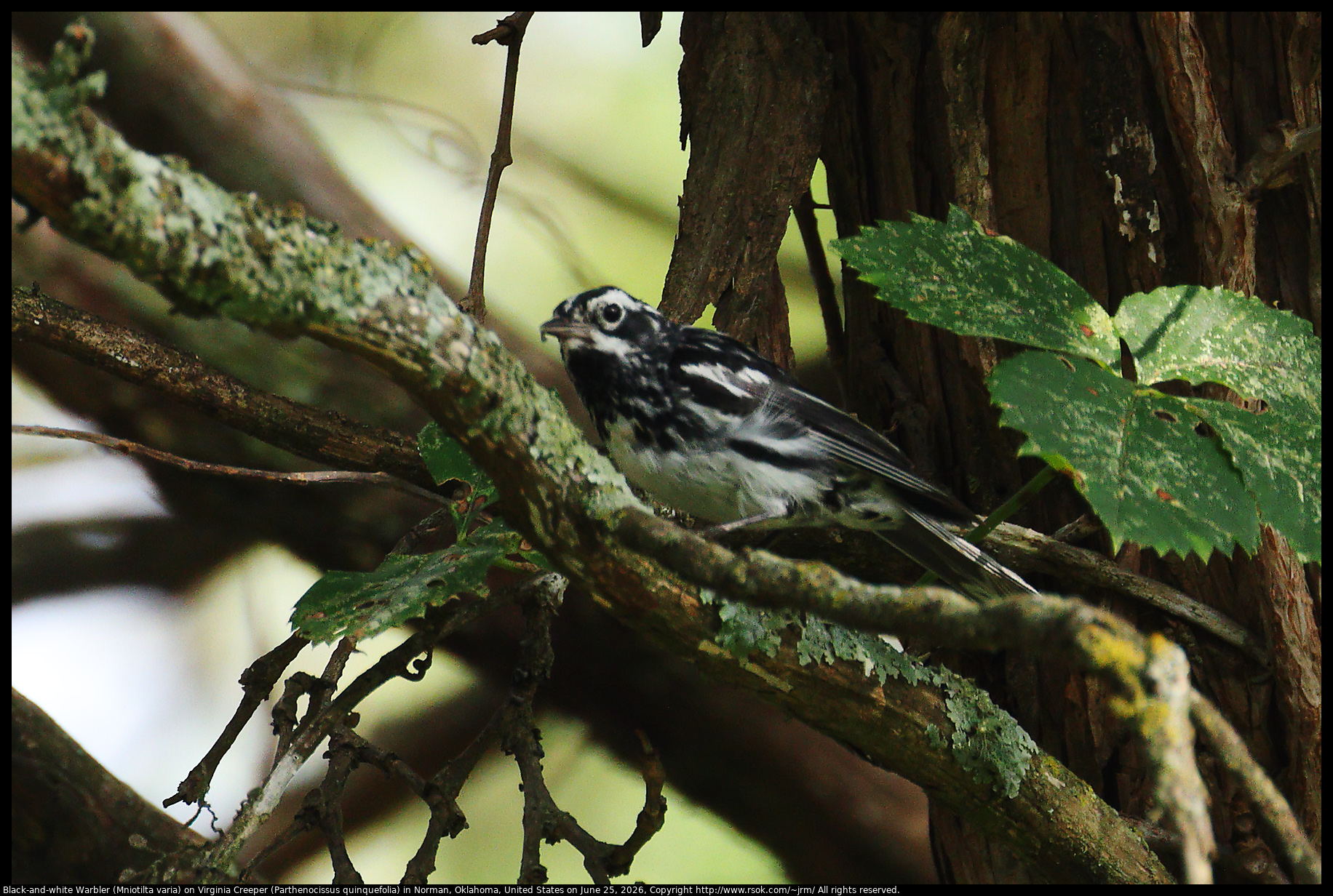 Black-and-white Warbler (Mniotilta varia) on Virginia Creeper (Parthenocissus quinquefolia) in Norman, Oklahoma, United States on June 25, 2026
