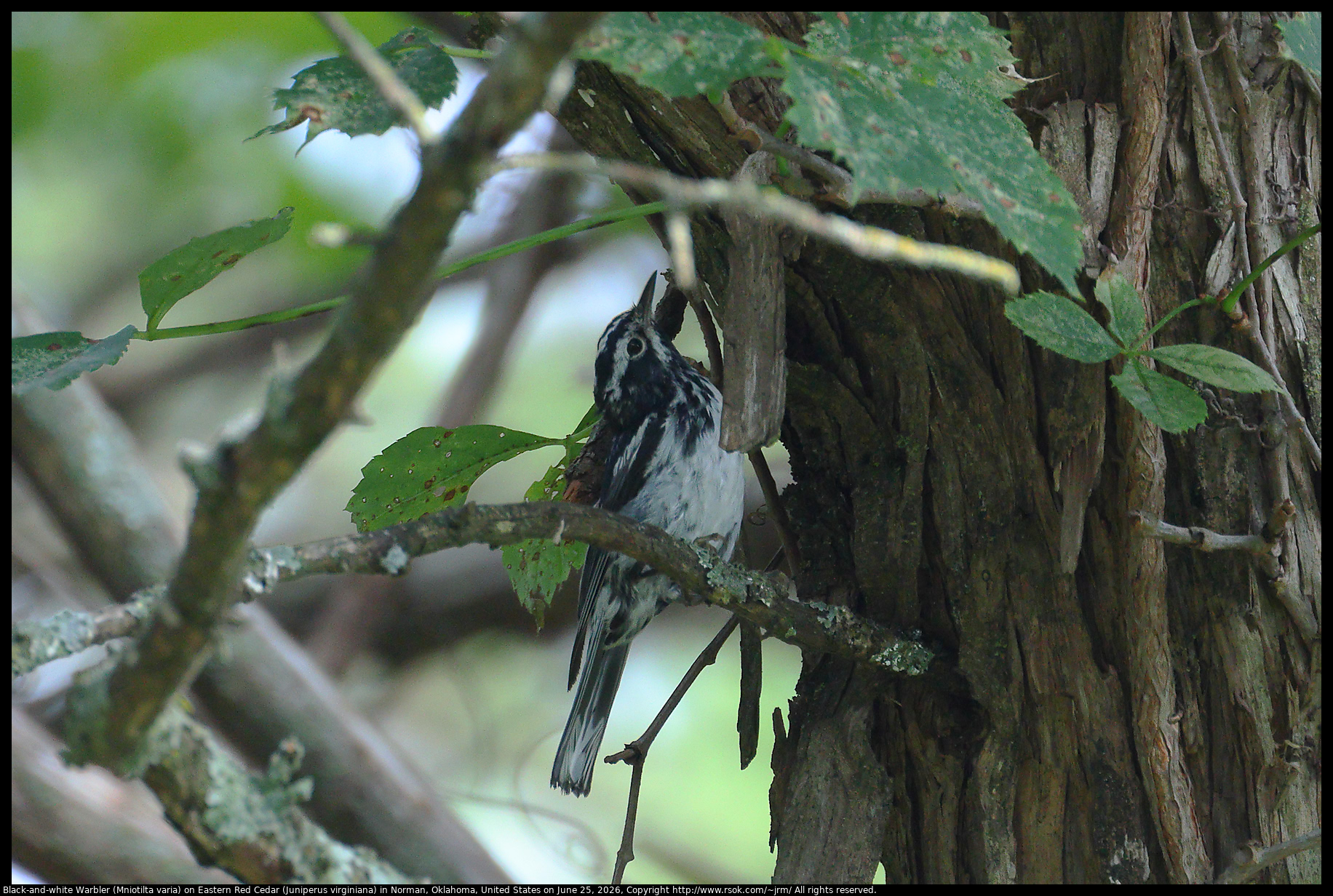Black-and-white Warbler (Mniotilta varia) on Eastern Red Cedar (Juniperus virginiana) in Norman, Oklahoma, United States on June 25, 2026