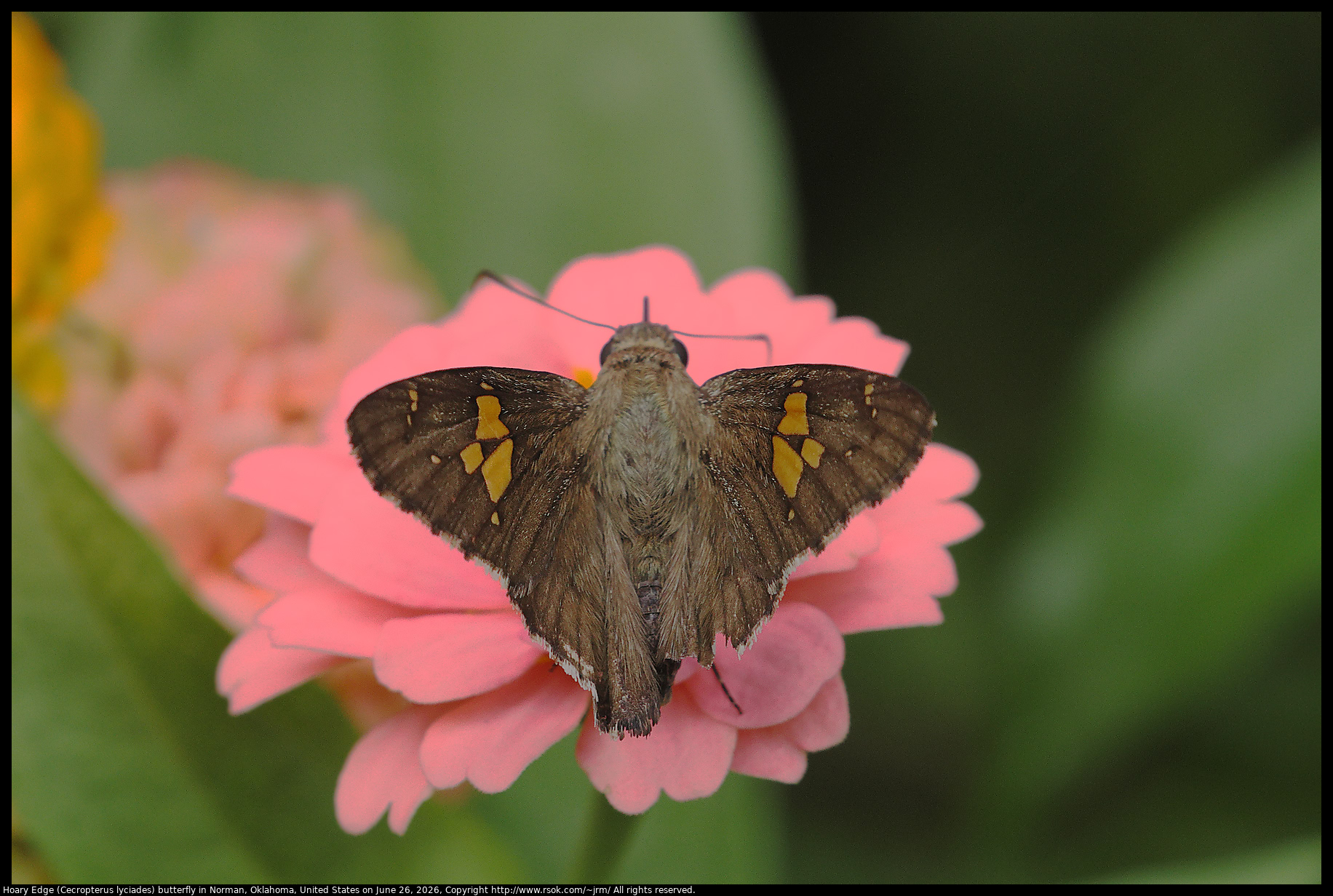 Hoary Edge (Cecropterus lyciades) butterfly in Norman, Oklahoma, United States on June 26, 2026