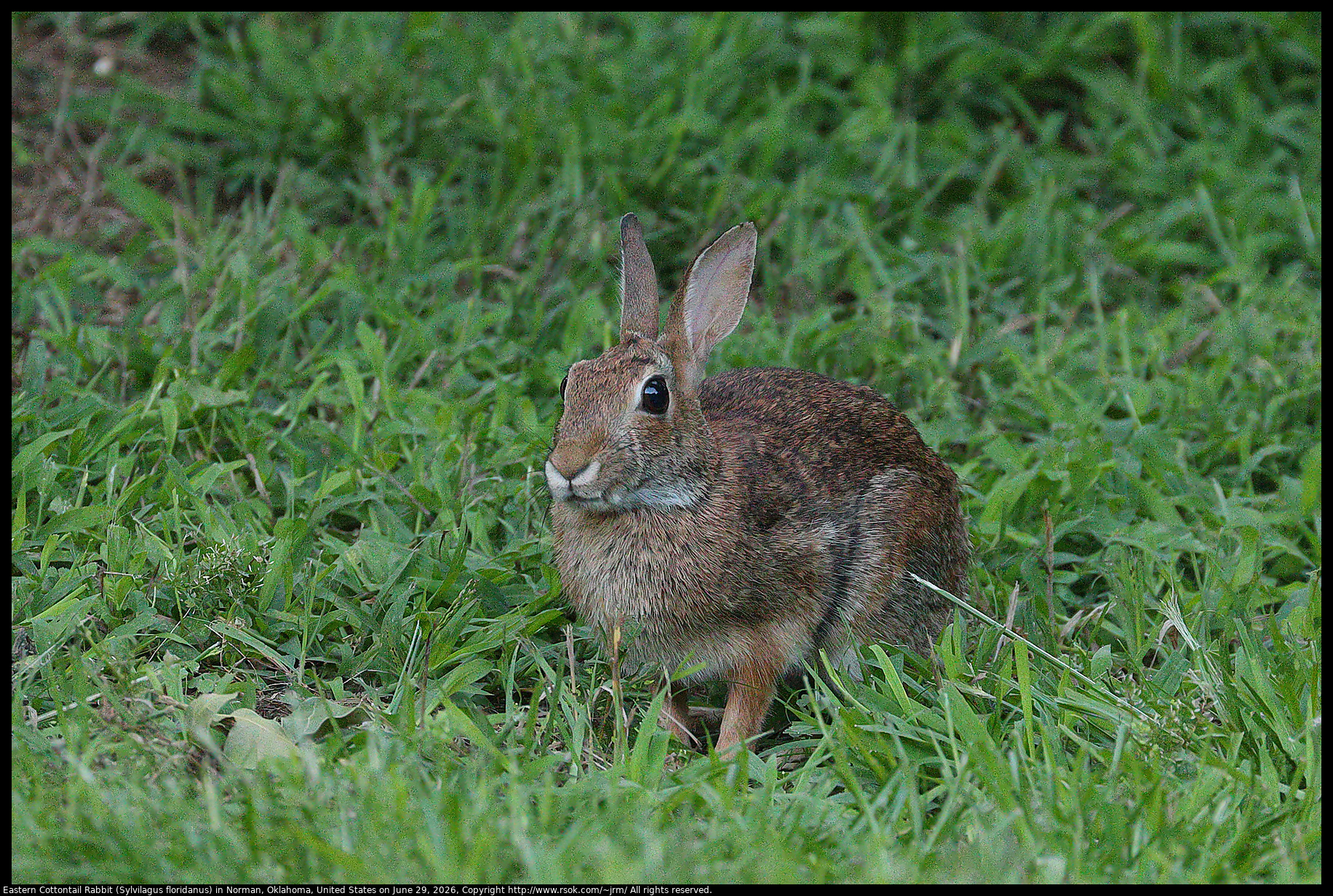 Eastern Cottontail Rabbit (Sylvilagus floridanus) in Norman, Oklahoma, United States on June 29, 2026