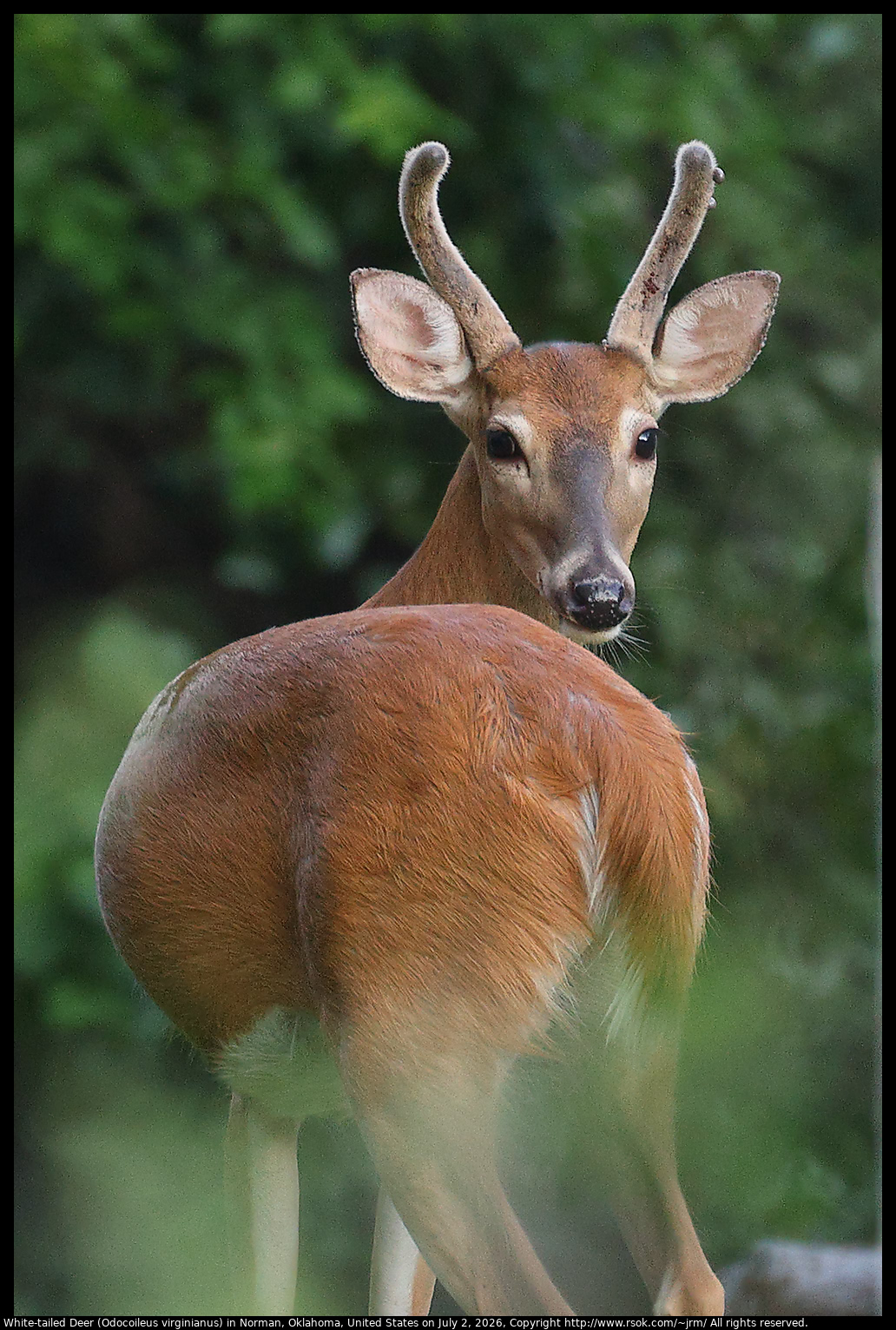 White-tailed Deer (Odocoileus virginianus) in Norman, Oklahoma, United States on July 2, 2026