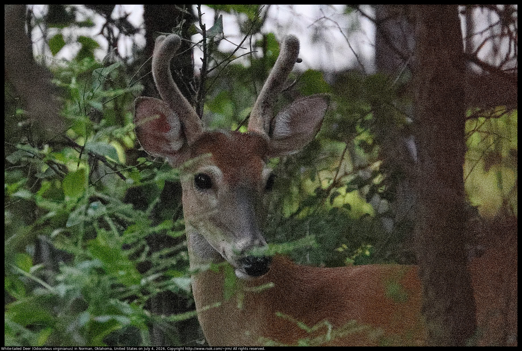 White-tailed Deer (Odocoileus virginianus) in Norman, Oklahoma, United States on July 4, 2026