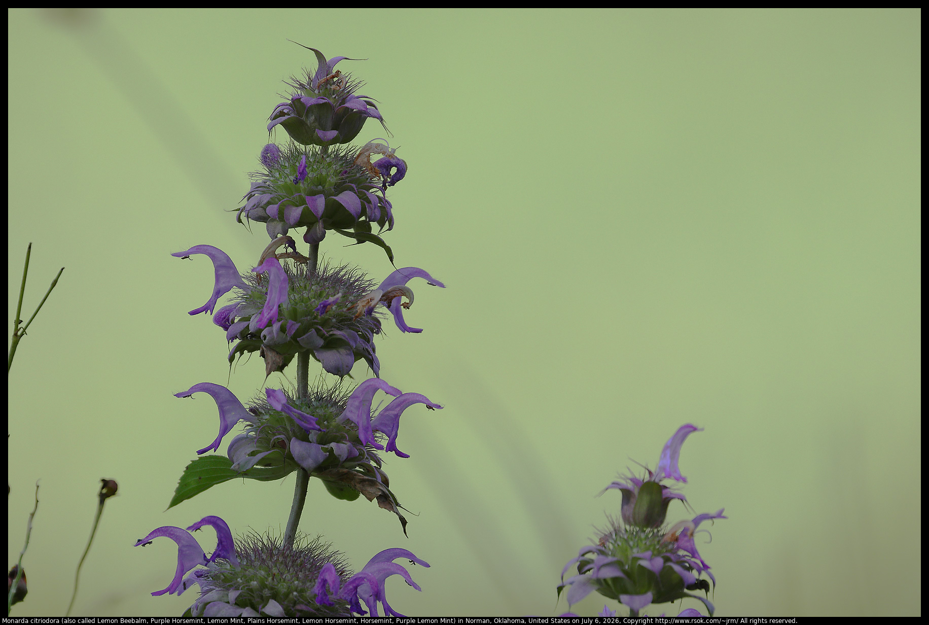 Monarda citriodora (also called Lemon Beebalm, Purple Horsemint, Lemon Mint, Plains Horsemint, Lemon Horsemint, Horsemint, Purple Lemon Mint) in Norman, Oklahoma, United States on July 6, 2026