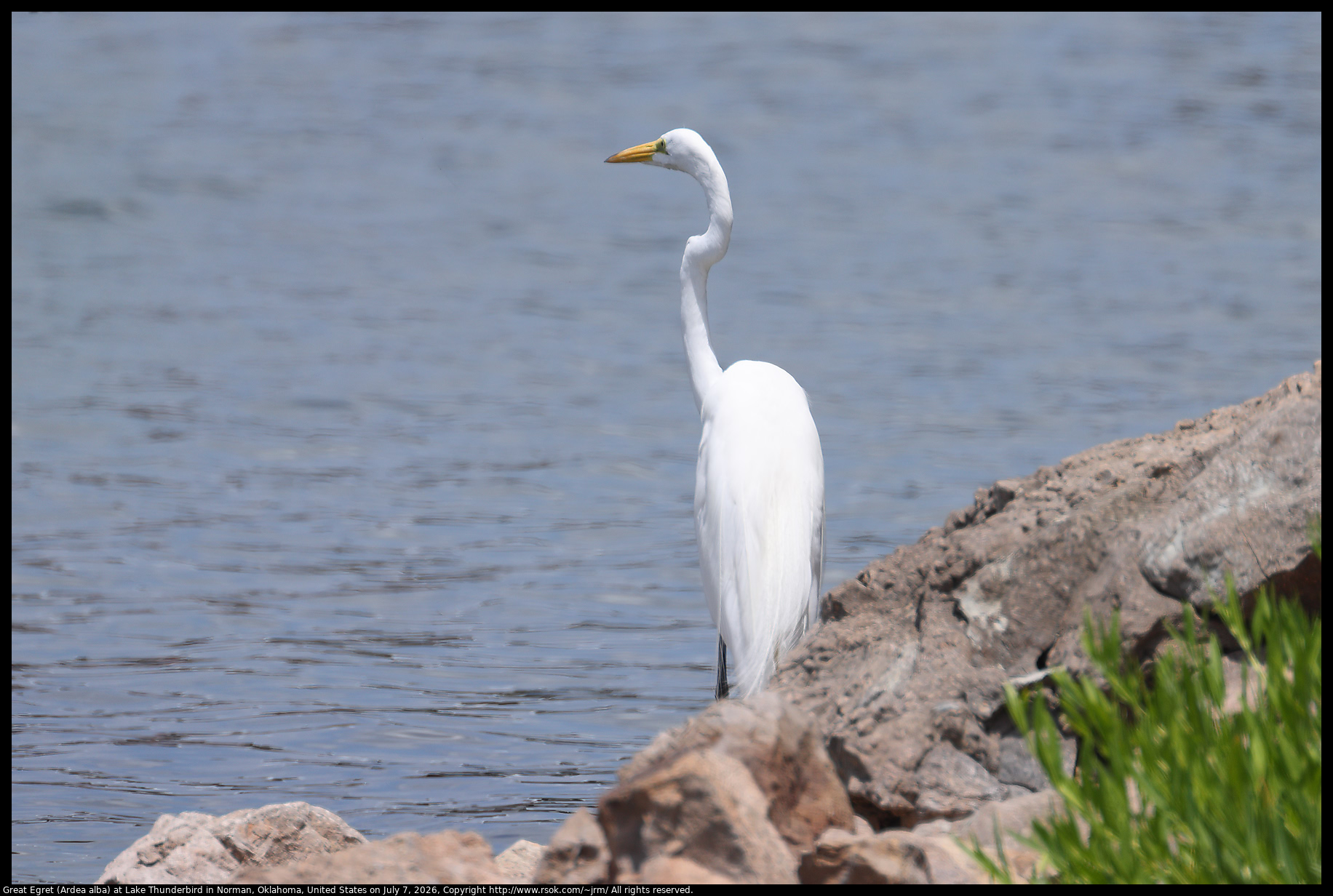 Great Egret (Ardea alba) at Lake Thunderbird in Norman, Oklahoma, United States on July 7, 2026