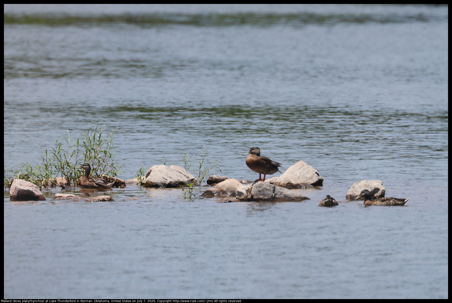 Mallard (Anas platyrhynchos) at Lake Thunderbird in Norman, Oklahoma, United States on July 7, 2026