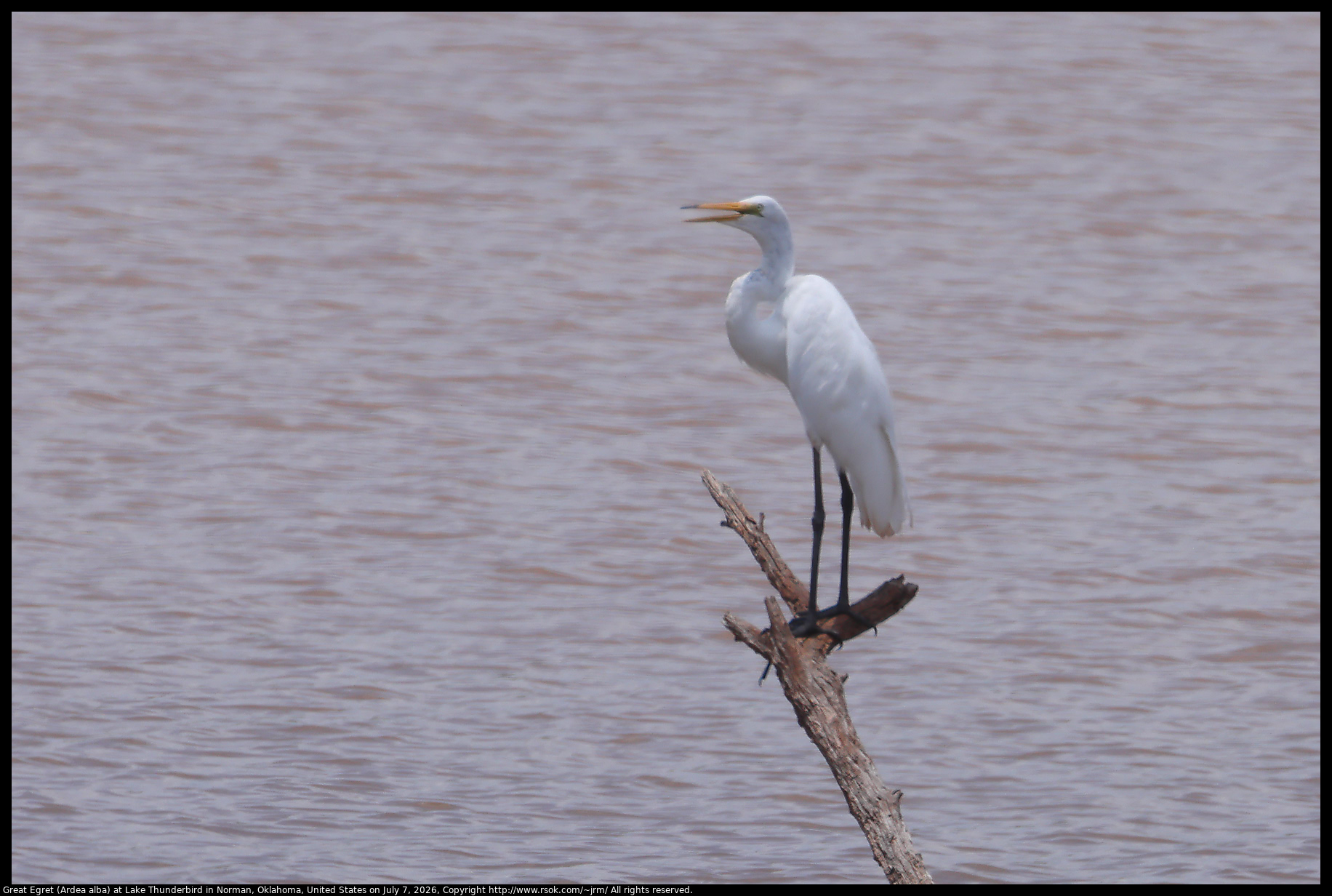 Great Egret (Ardea alba) at Lake Thunderbird in Norman, Oklahoma, United States on July 7, 2026