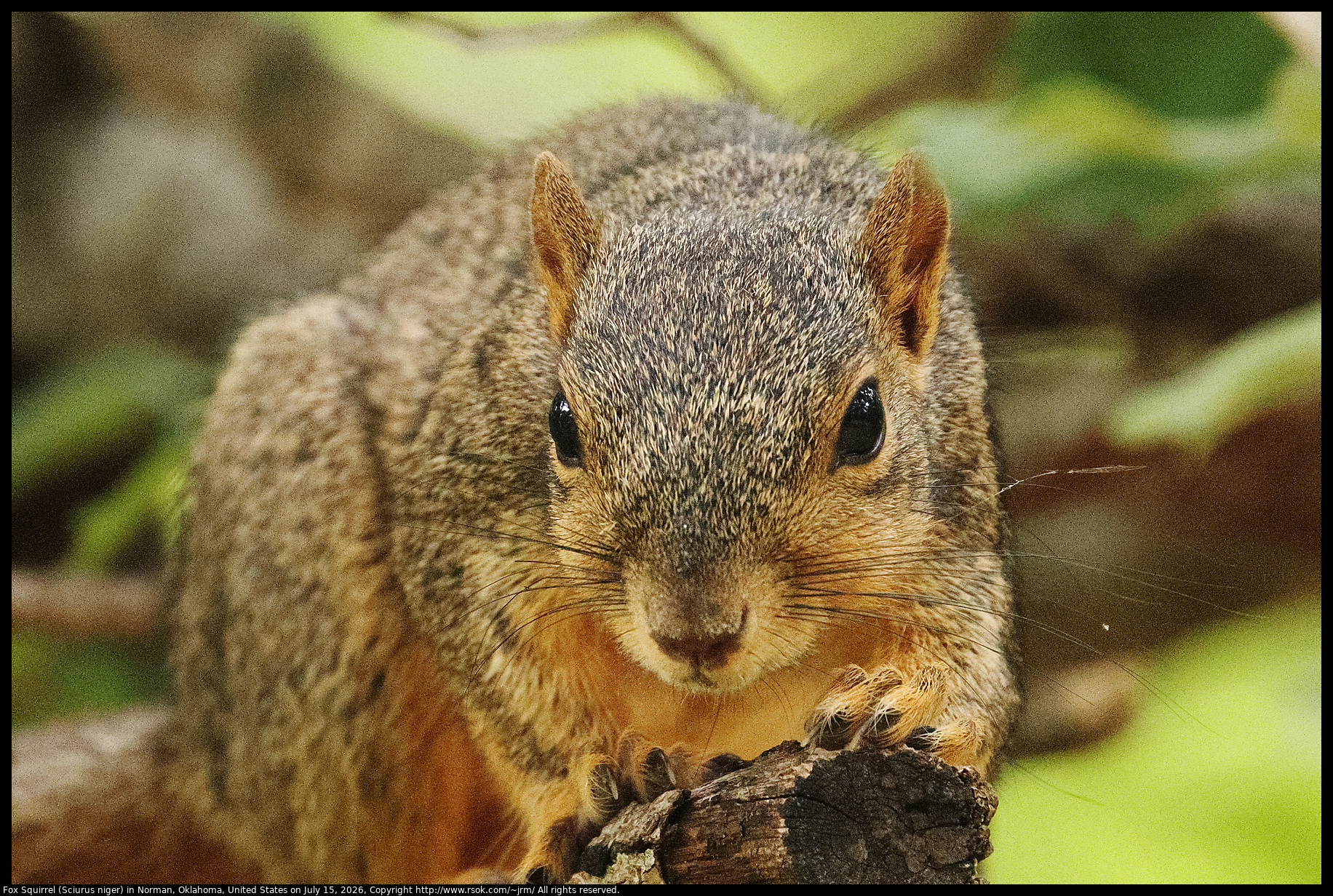Fox Squirrel (Sciurus niger) in Norman, Oklahoma, United States on July 15, 2026