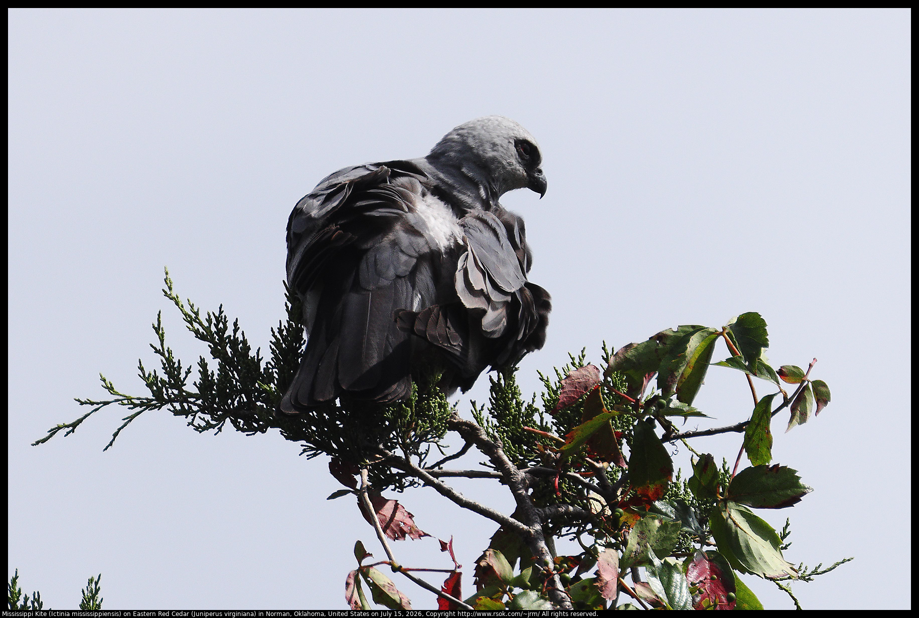 Mississippi Kite (Ictinia mississippiensis) on Eastern Red Cedar (Juniperus virginiana) in Norman, Oklahoma, United States on July 15, 2026