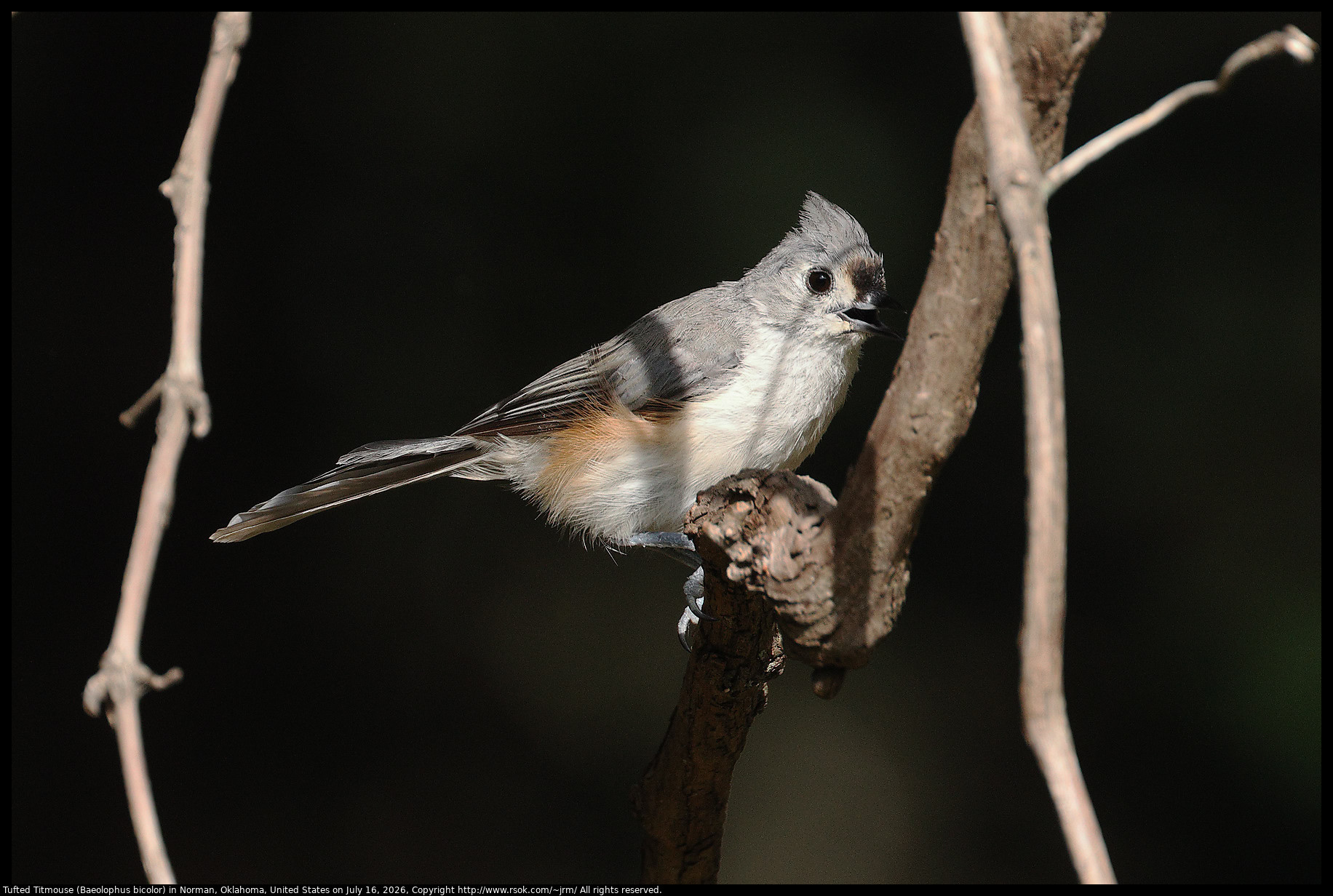 Tufted Titmouse (Baeolophus bicolor) in Norman, Oklahoma, United States on July 16, 2026