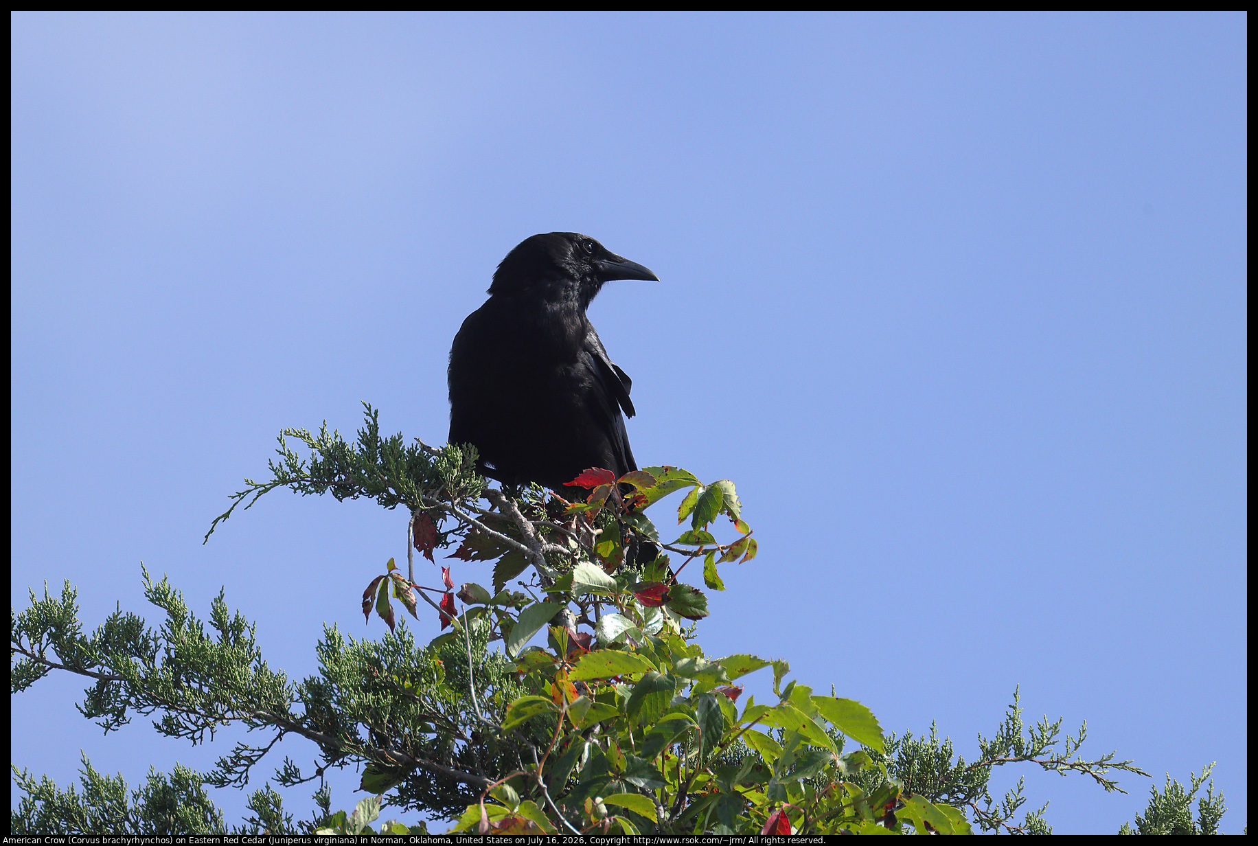 American Crow (Corvus brachyrhynchos) in Norman, Oklahoma, United States on July 16, 2026