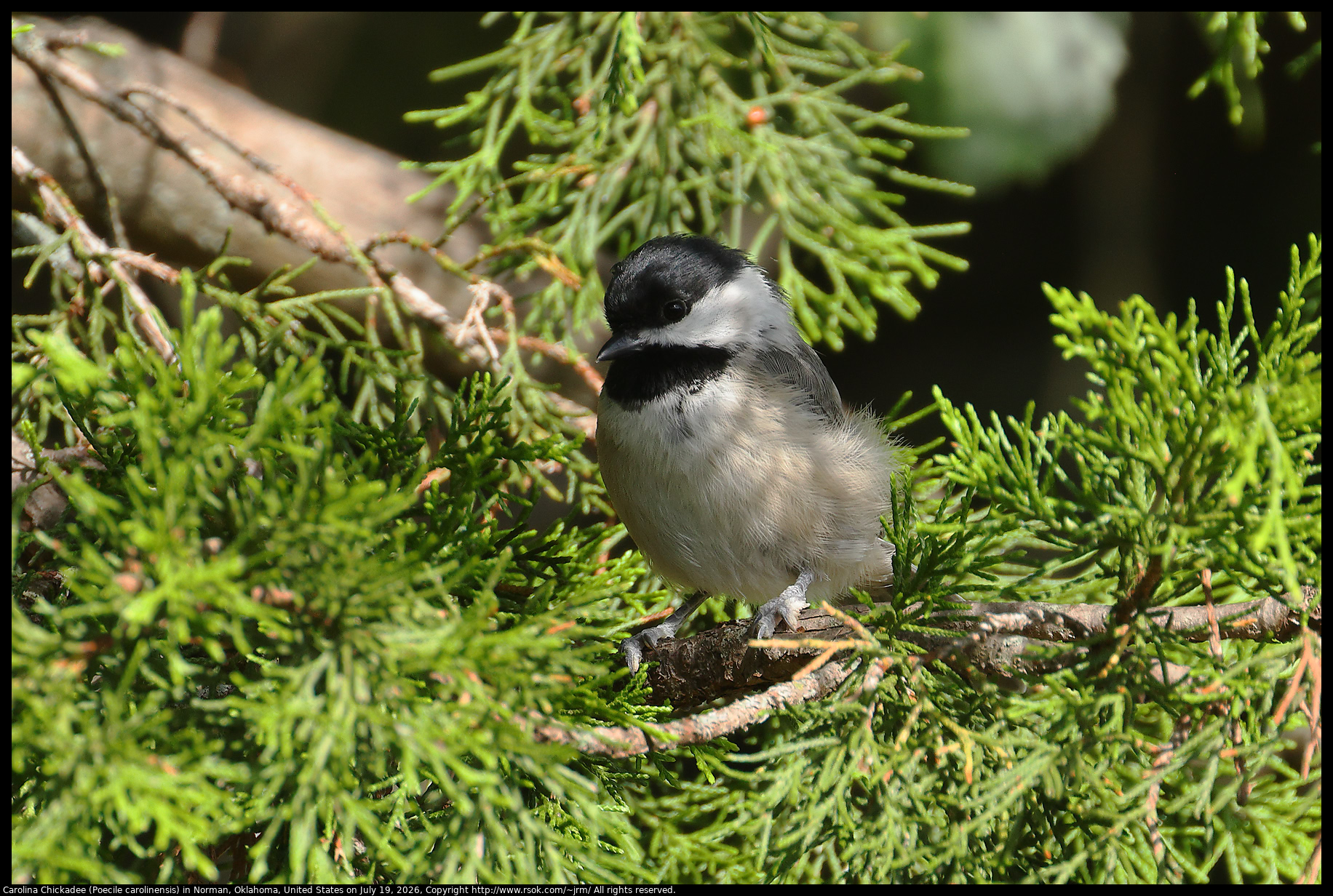 Carolina Chickadee (Poecile carolinensis) in Norman, Oklahoma, United States on July 19, 2026