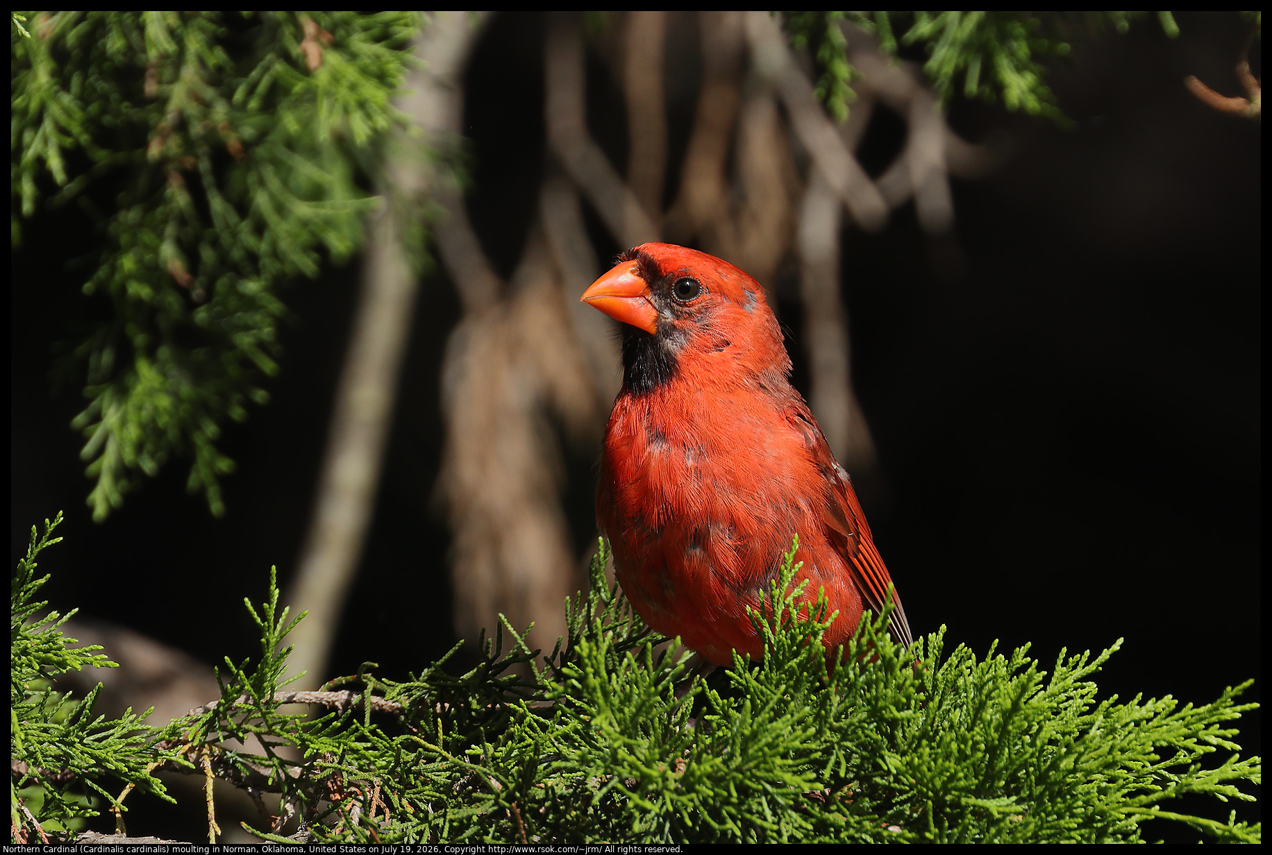 Northern Cardinal (Cardinalis cardinalis) moulting in Norman, Oklahoma, United States on July 19, 2026
