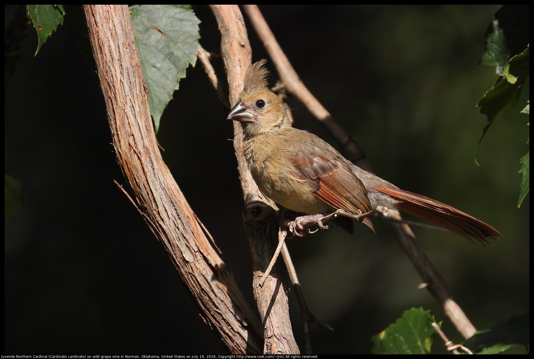 Juvenile Northern Cardinal (Cardinalis cardinalis) on wild grape vine in Norman, Oklahoma, United States on July 19, 2026
