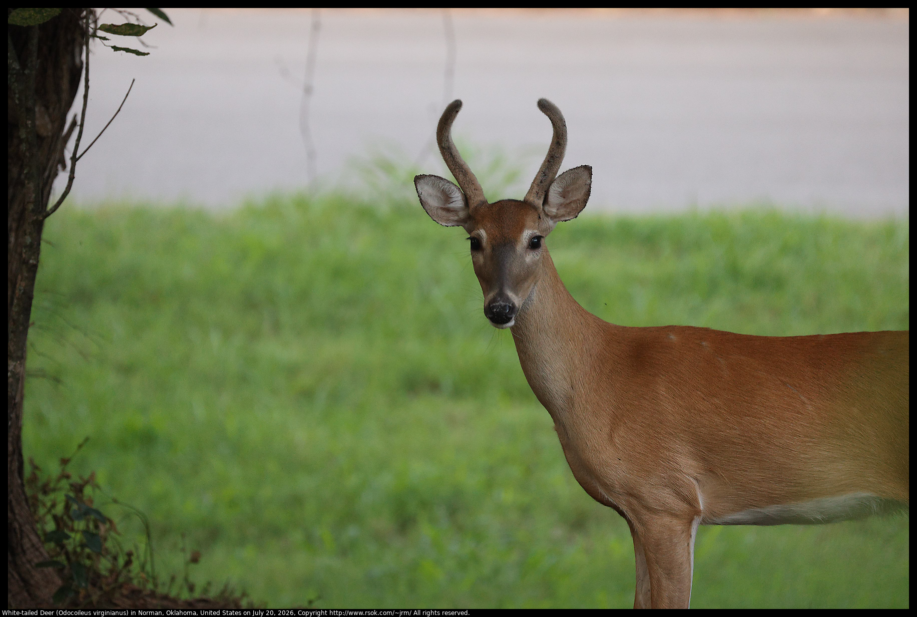 White-tailed Deer (Odocoileus virginianus) in Norman, Oklahoma, United States on July 20, 2026