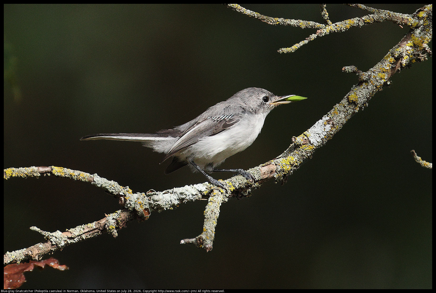 Blue-gray Gnatcatcher (Polioptila caerulea) in Norman, Oklahoma, United States on July 28, 2026