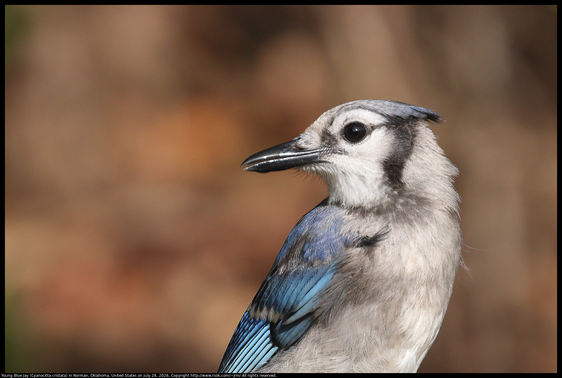 Young Blue Jay (Cyanocitta cristata) in Norman, Oklahoma, United States on July 28, 2026
