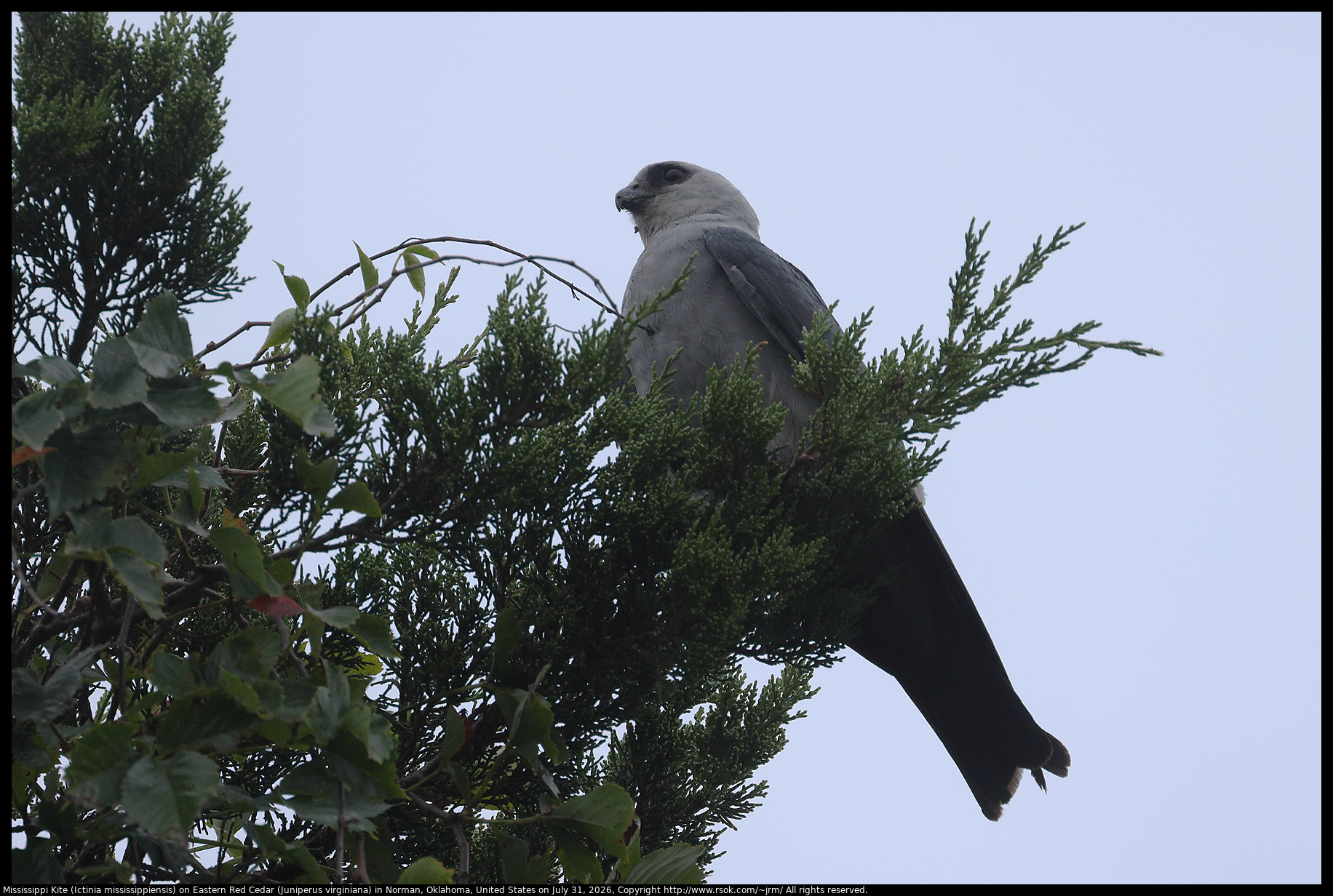 Mississippi Kite (Ictinia mississippiensis) on Eastern Red Cedar (Juniperus virginiana) in Norman, Oklahoma, United States on July 31, 2026