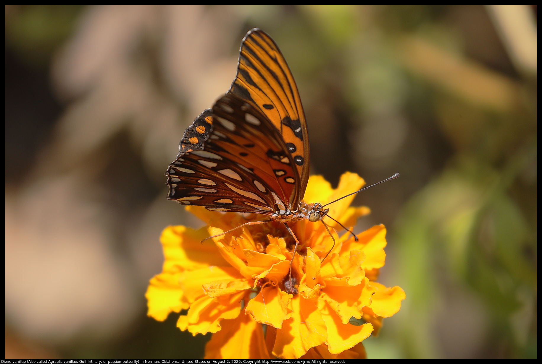 Dione vanillae (Also called Agraulis vanillae, Gulf fritillary, or passion butterfly) in Norman, Oklahoma, United States on August 2, 2026
