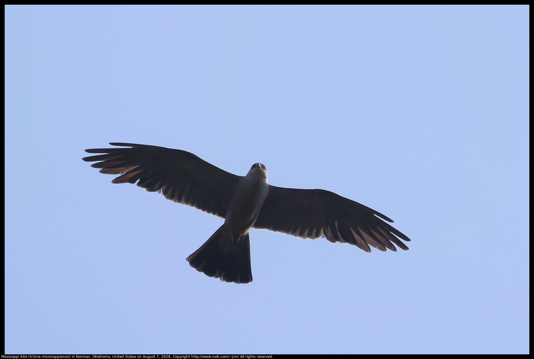 Mississippi Kite (Ictinia mississippiensis) in Norman, Oklahoma, United States on August 7, 2026