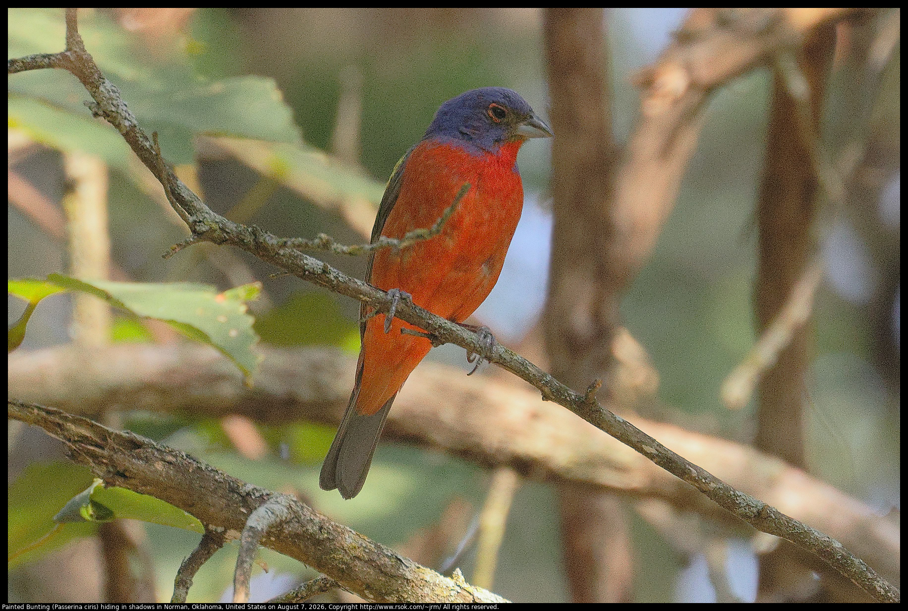 Painted Bunting (Passerina ciris) hiding in shadows in Norman, Oklahoma, United States on August 7, 2026