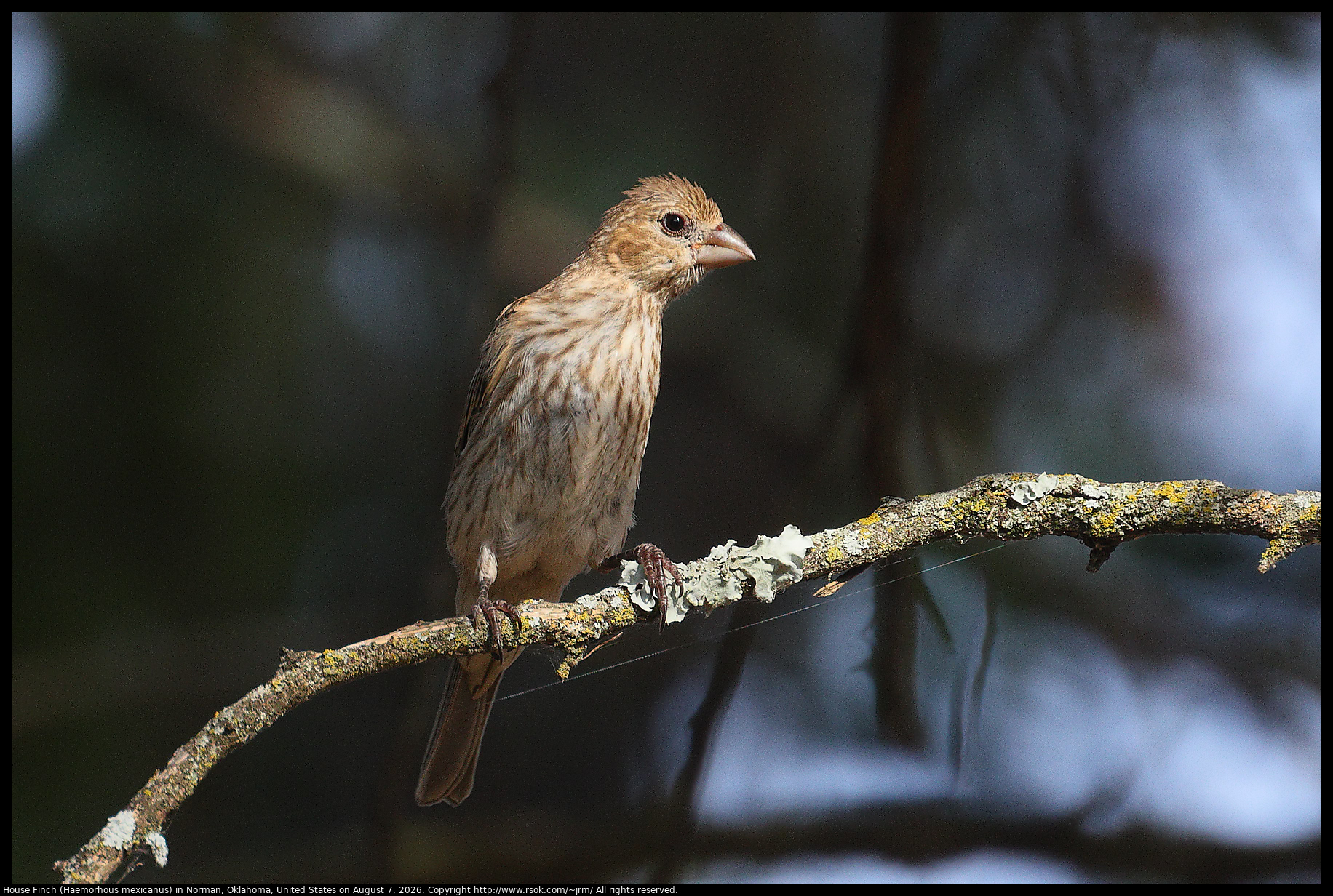 House Finch (Haemorhous mexicanus) in Norman, Oklahoma, United States on August 7, 2026